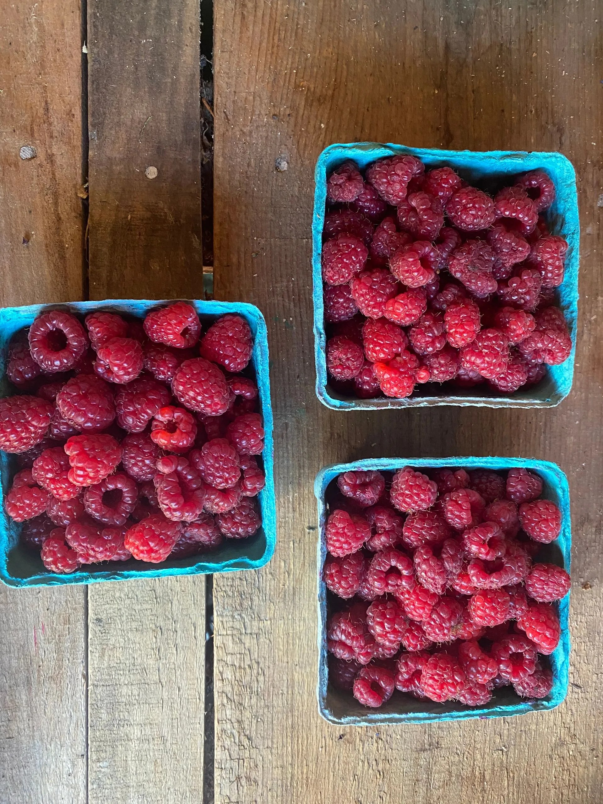 Hoolie Flats Farm Flower Maze in East Calais, VT