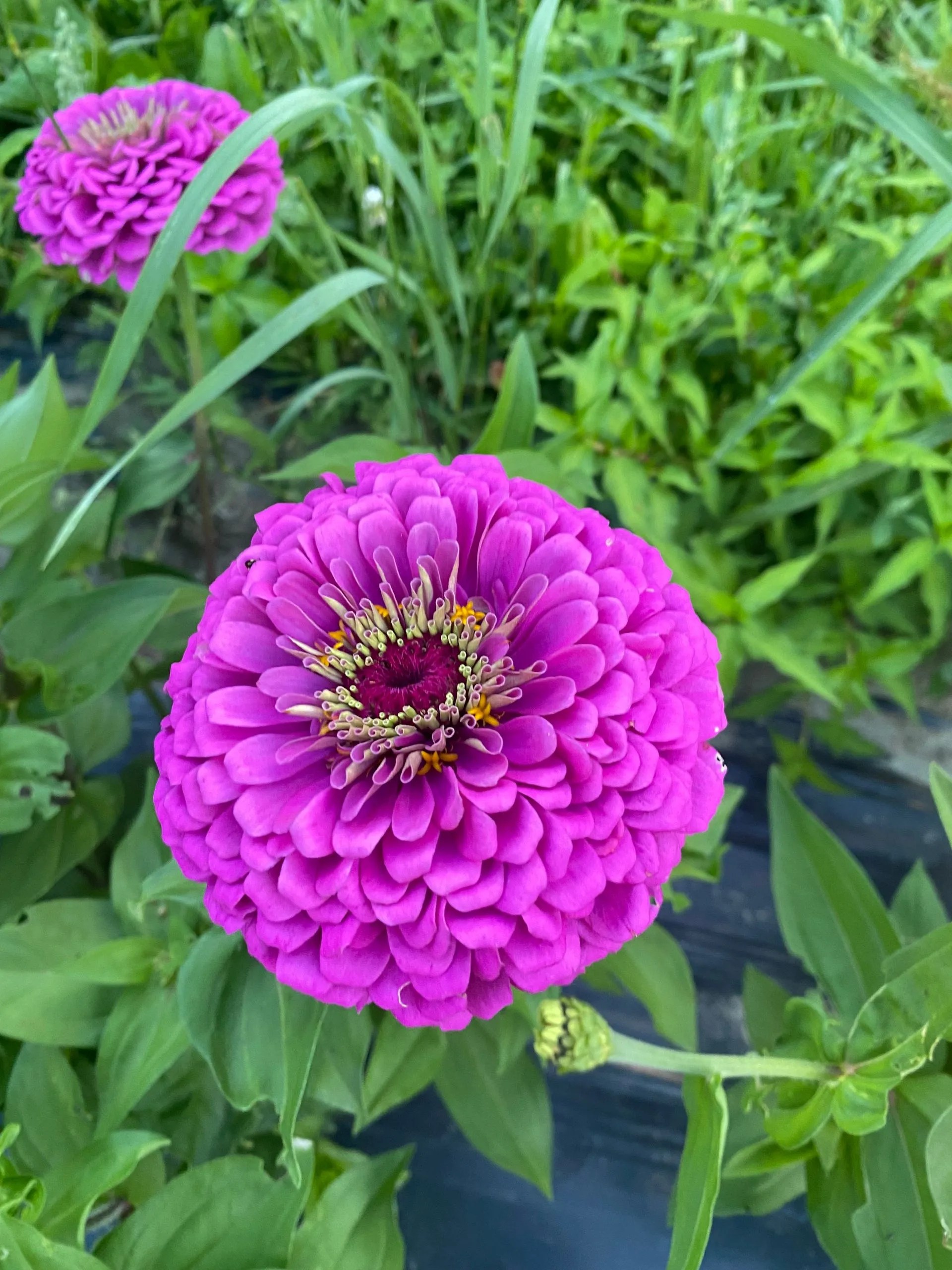 Hoolie Flats Farm Flower Maze in East Calais, VT