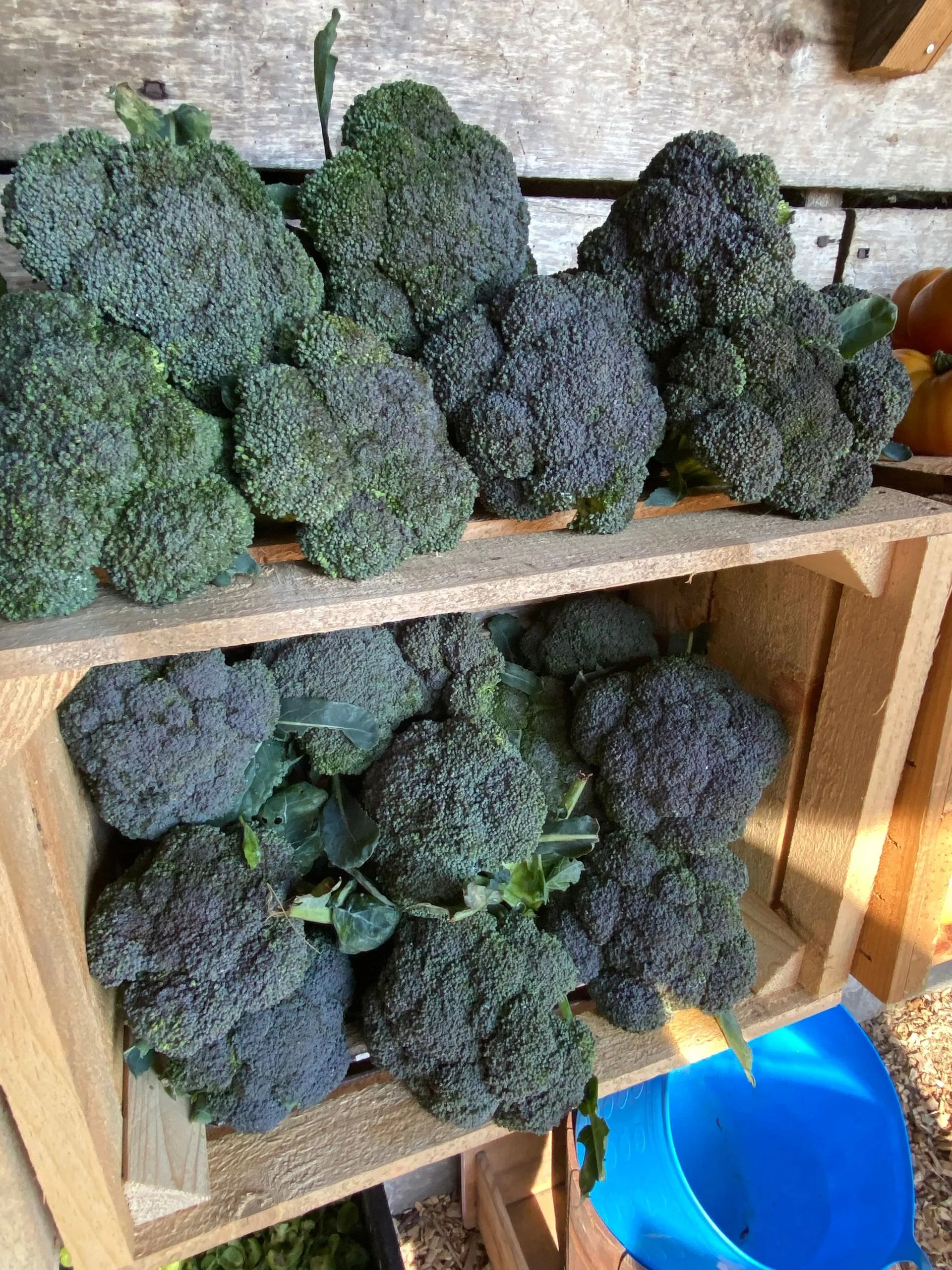 Hoolie Flats Farm Flower Maze in East Calais, VT