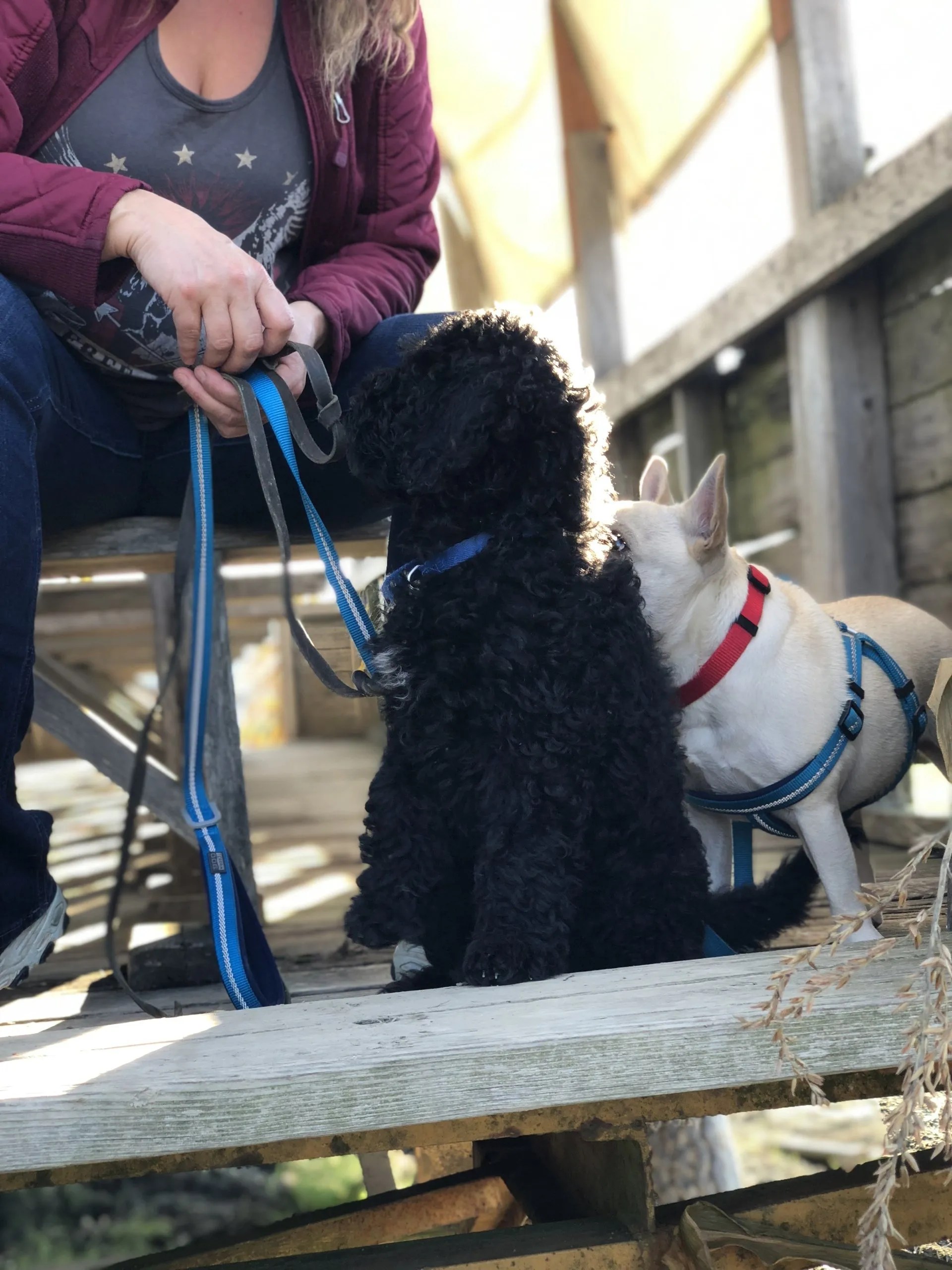 Snohomish Dog Boarding and Training, Everett, Marysville, Arlington