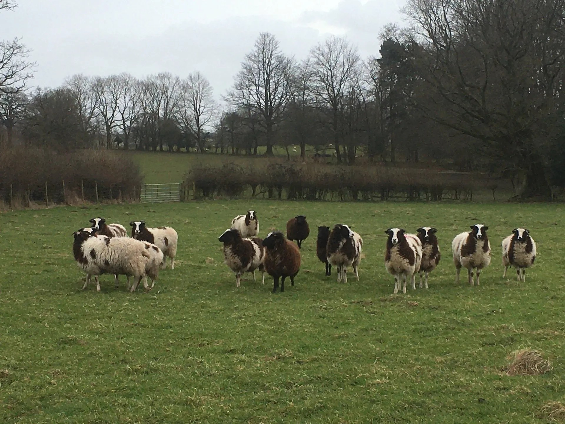 ABOUT US Bryn y Cwm Farm, Abergavenny. We breed, sell and hire Jacob