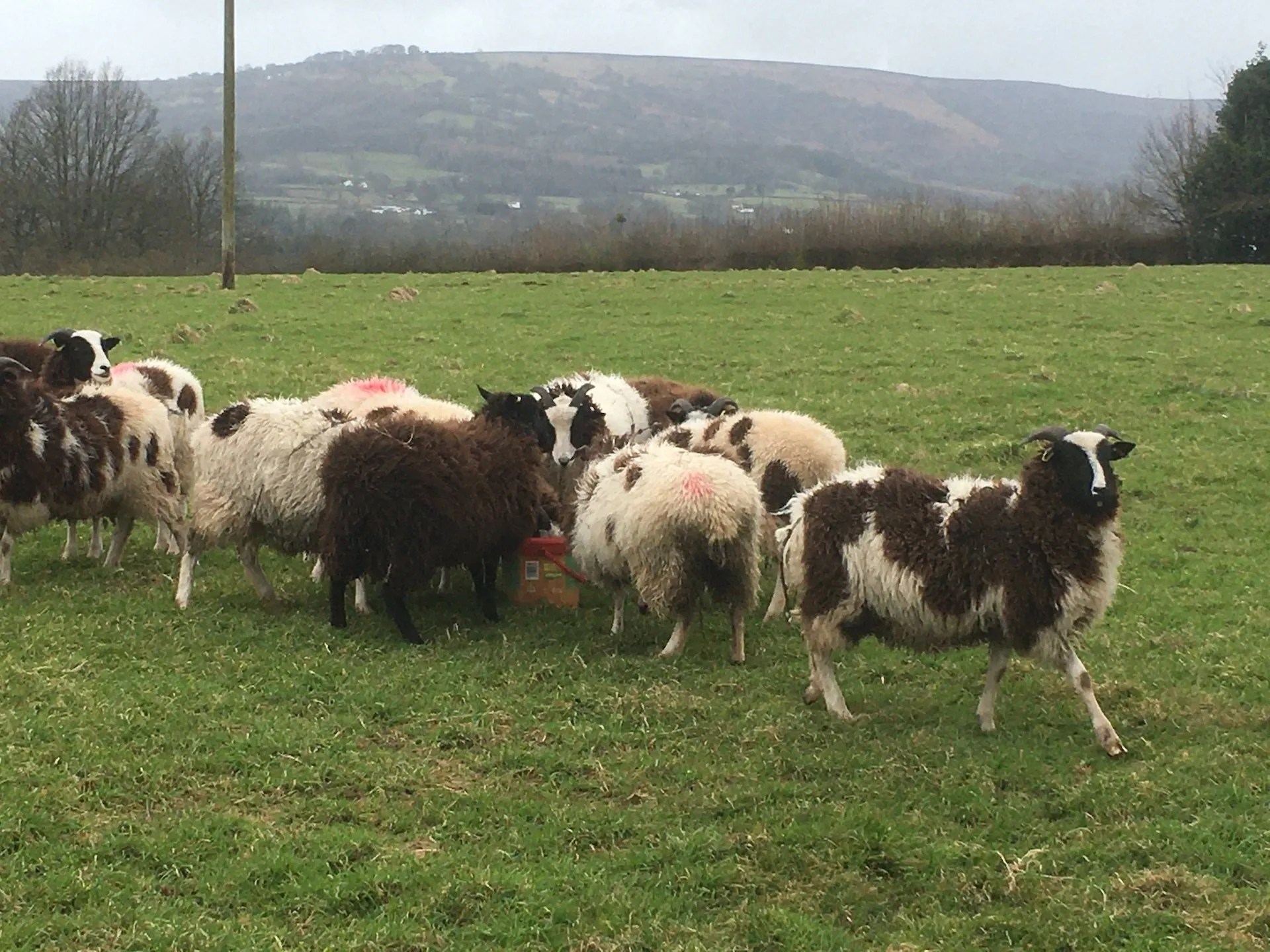 ABOUT US Bryn y Cwm Farm, Abergavenny. We breed, sell and hire Jacob