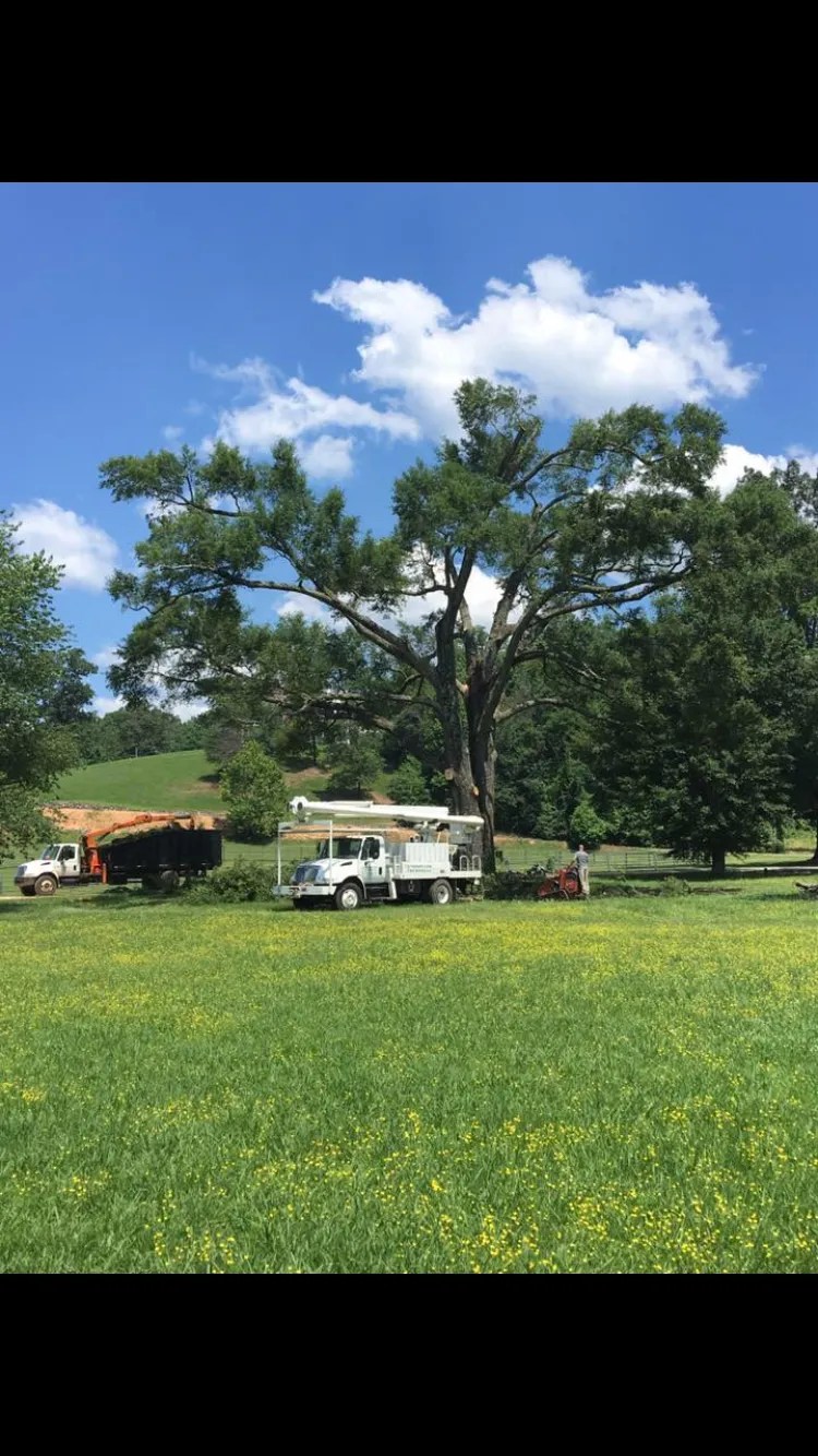 Residential Lot and Land Clearing Parsons and Son