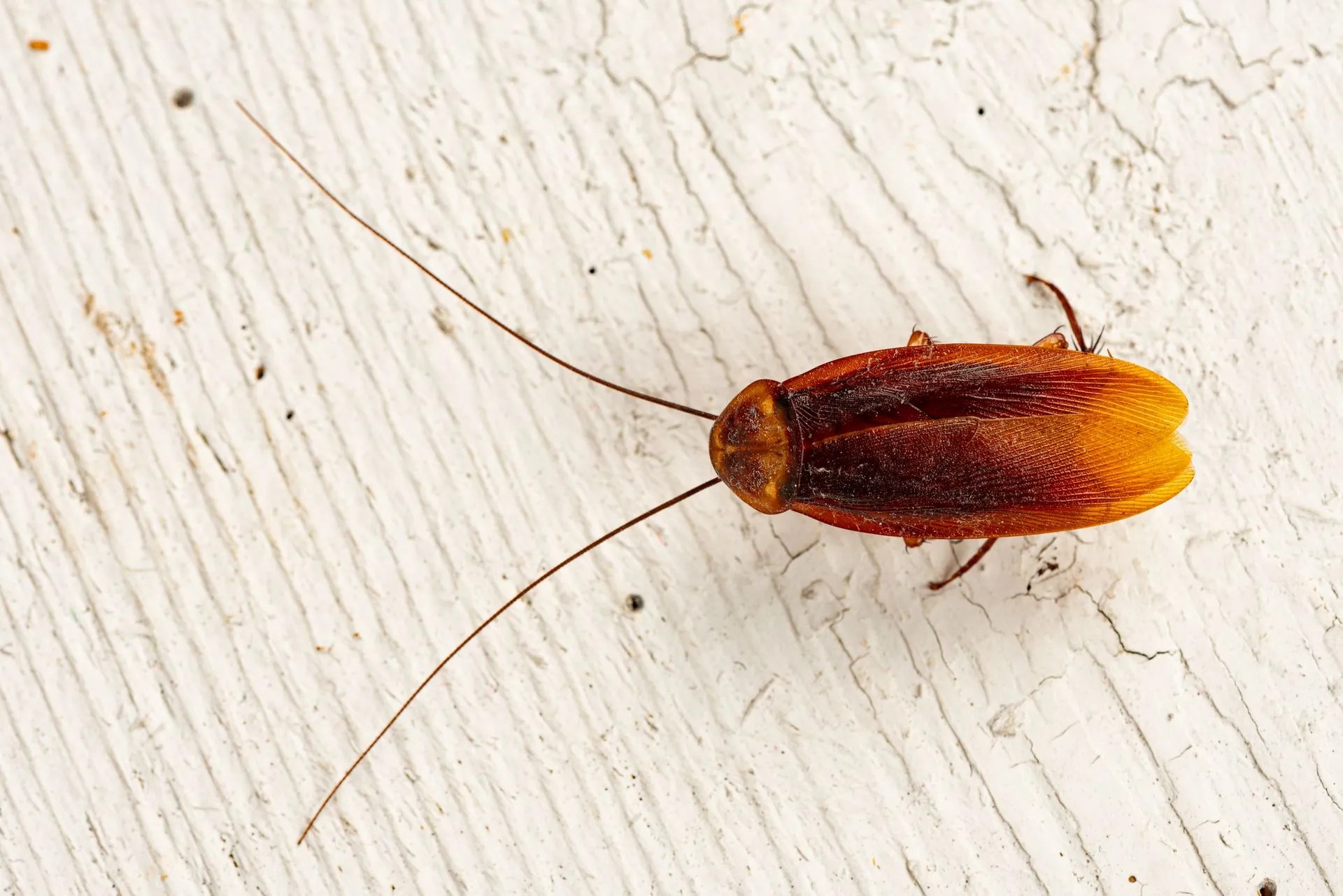 Palmetto Bugs vs Cockroach Is a Palmetto Bug a Cockroach?(04)