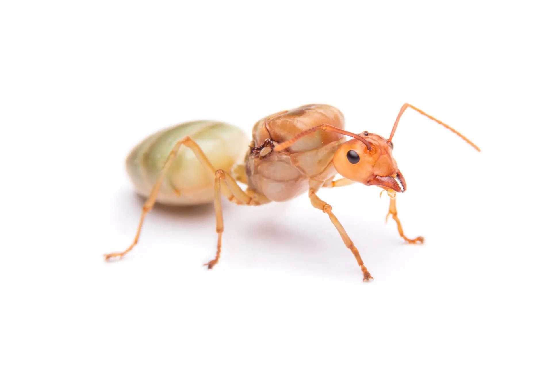 What Happens When the Queen Ant Dies? EcoGuard Pest Management