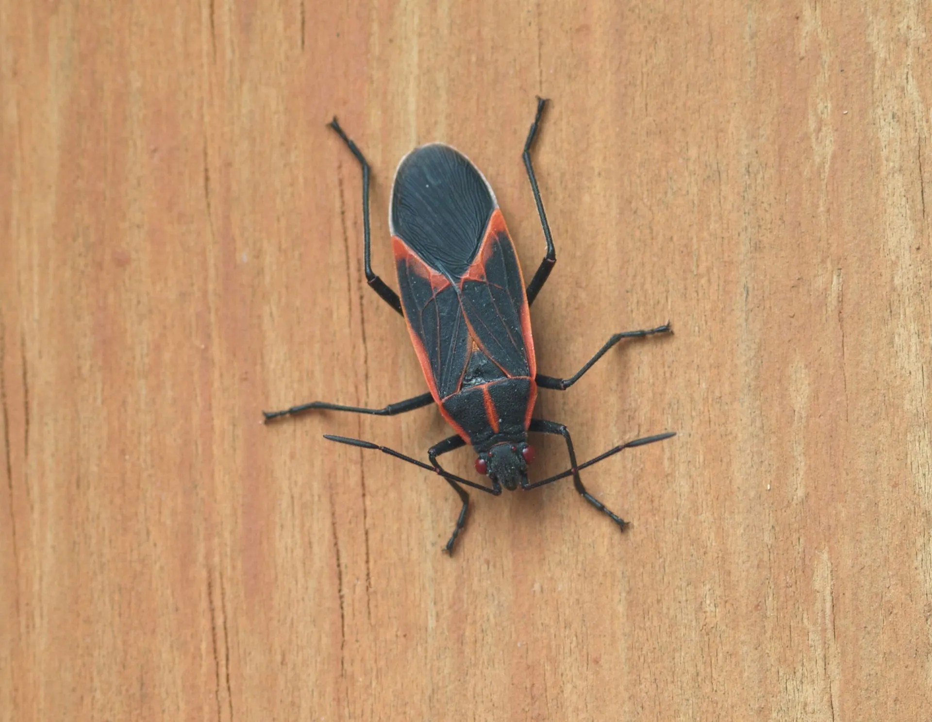 Do Boxelder Bugs Bite Humans? EcoGuard Pest Management