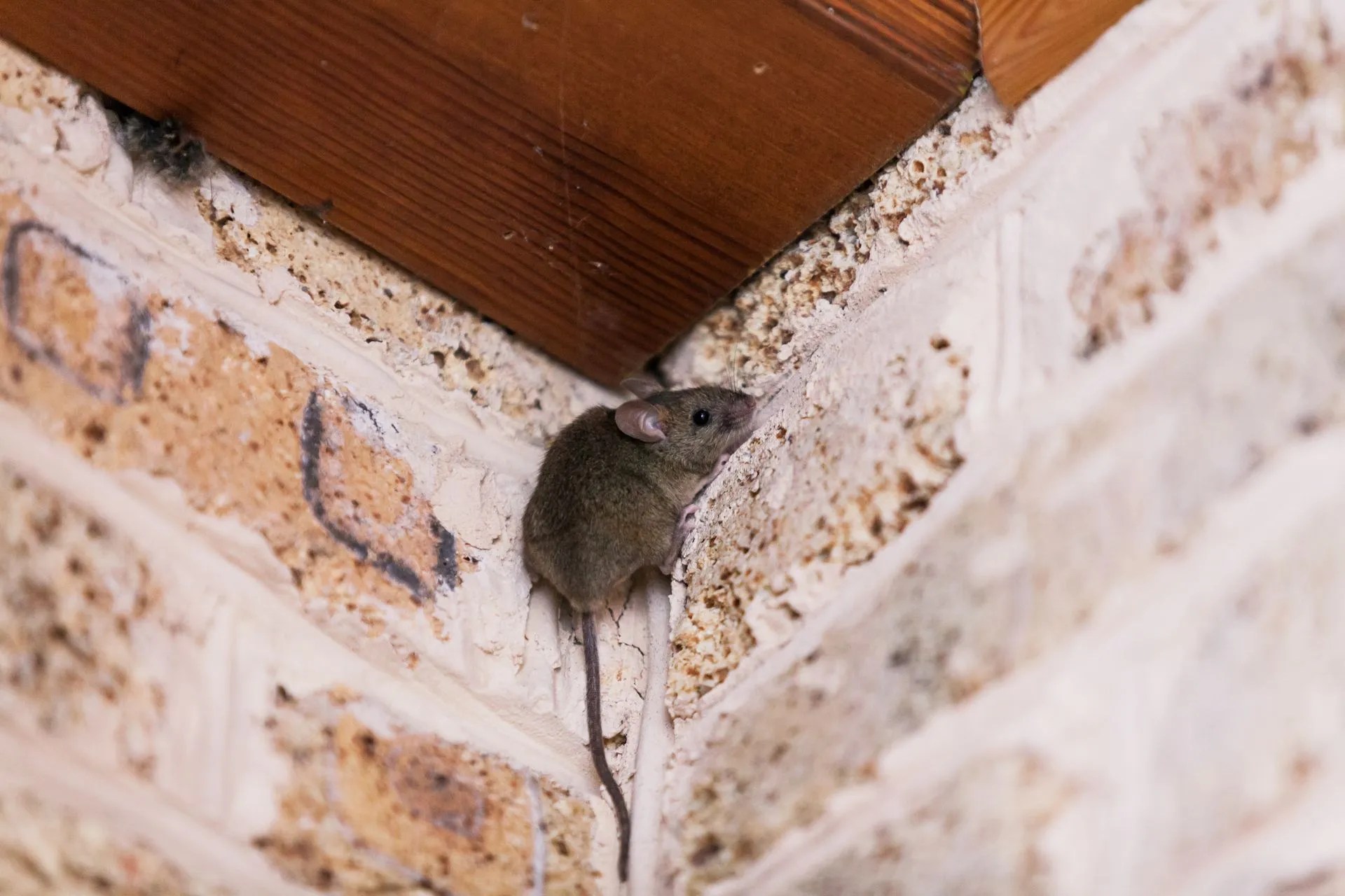 Can Mice Climb Walls and Other Surfaces? EcoGuard