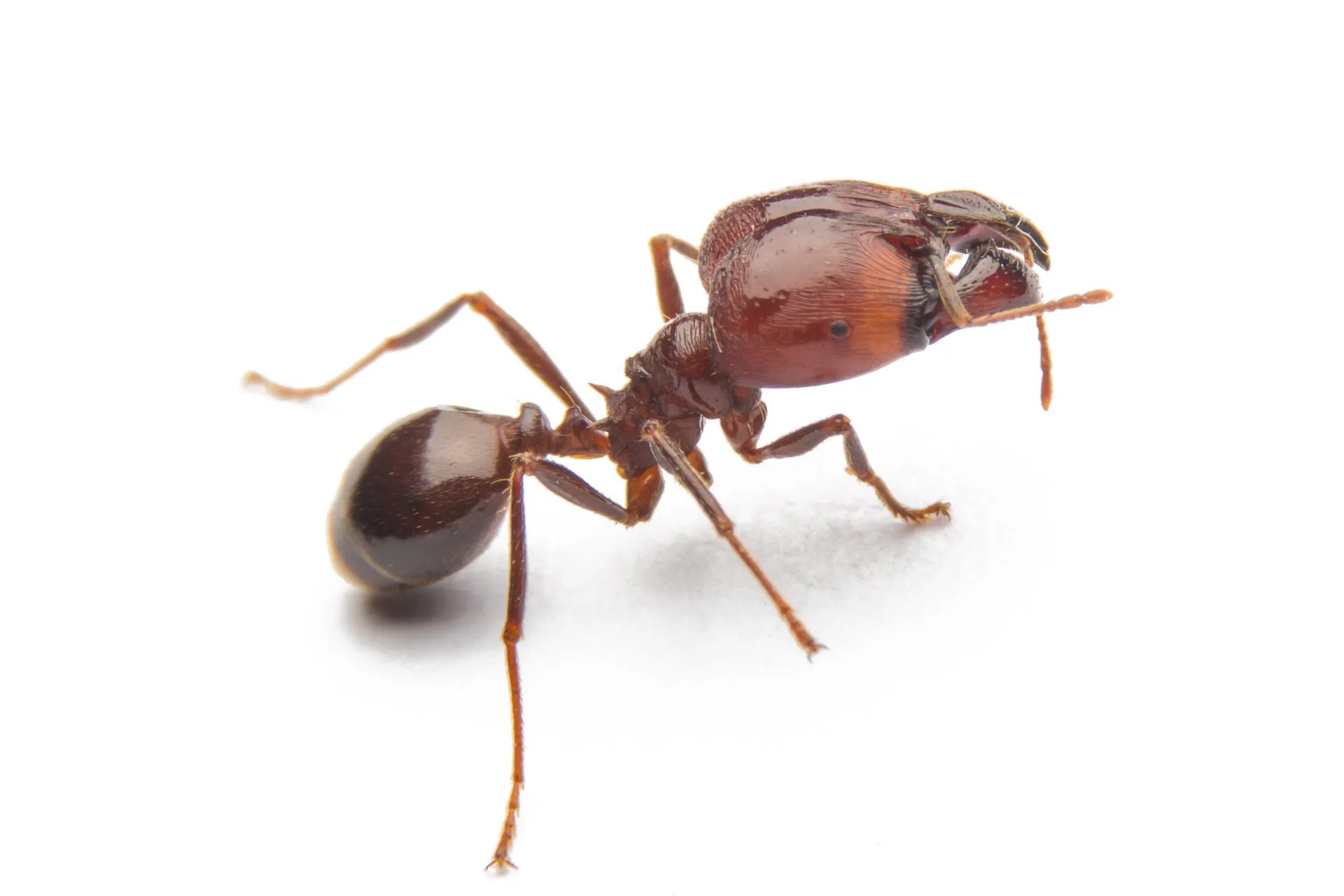 What are Effective Natural Ant Repellents? EcoGuard Pest Management
