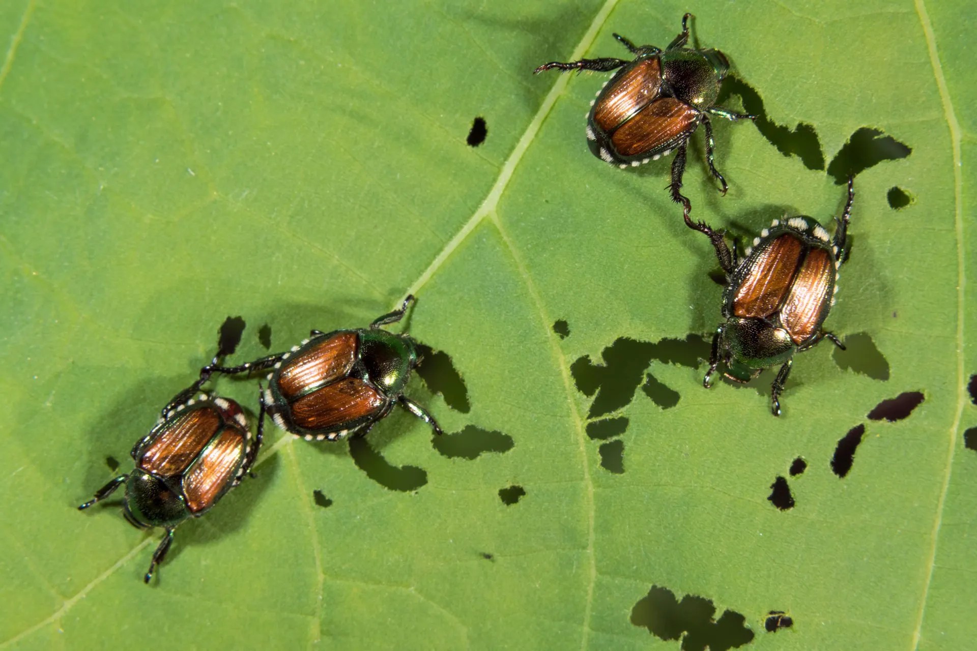 How to Get Rid of Beetles Naturally EcoGuard Pest Management