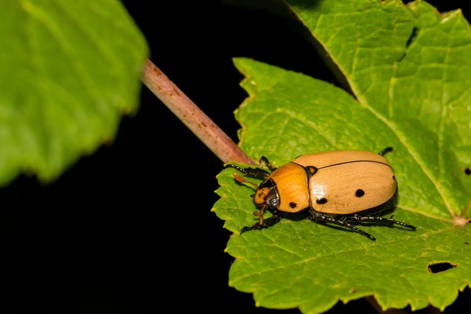 Common Types of North American Beetles Around Your Home EcoGuard