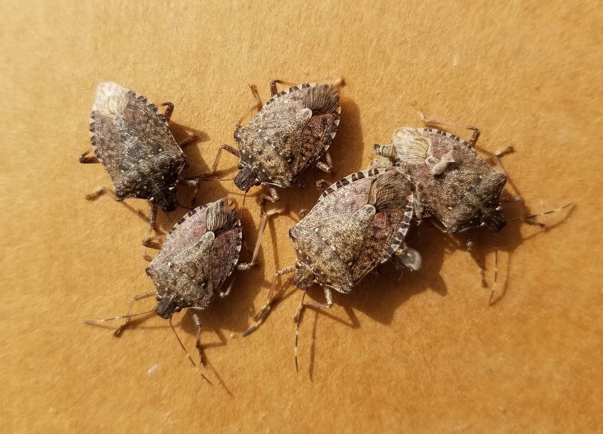How to Get Rid of Stink Bugs EcoGuard Pest Management