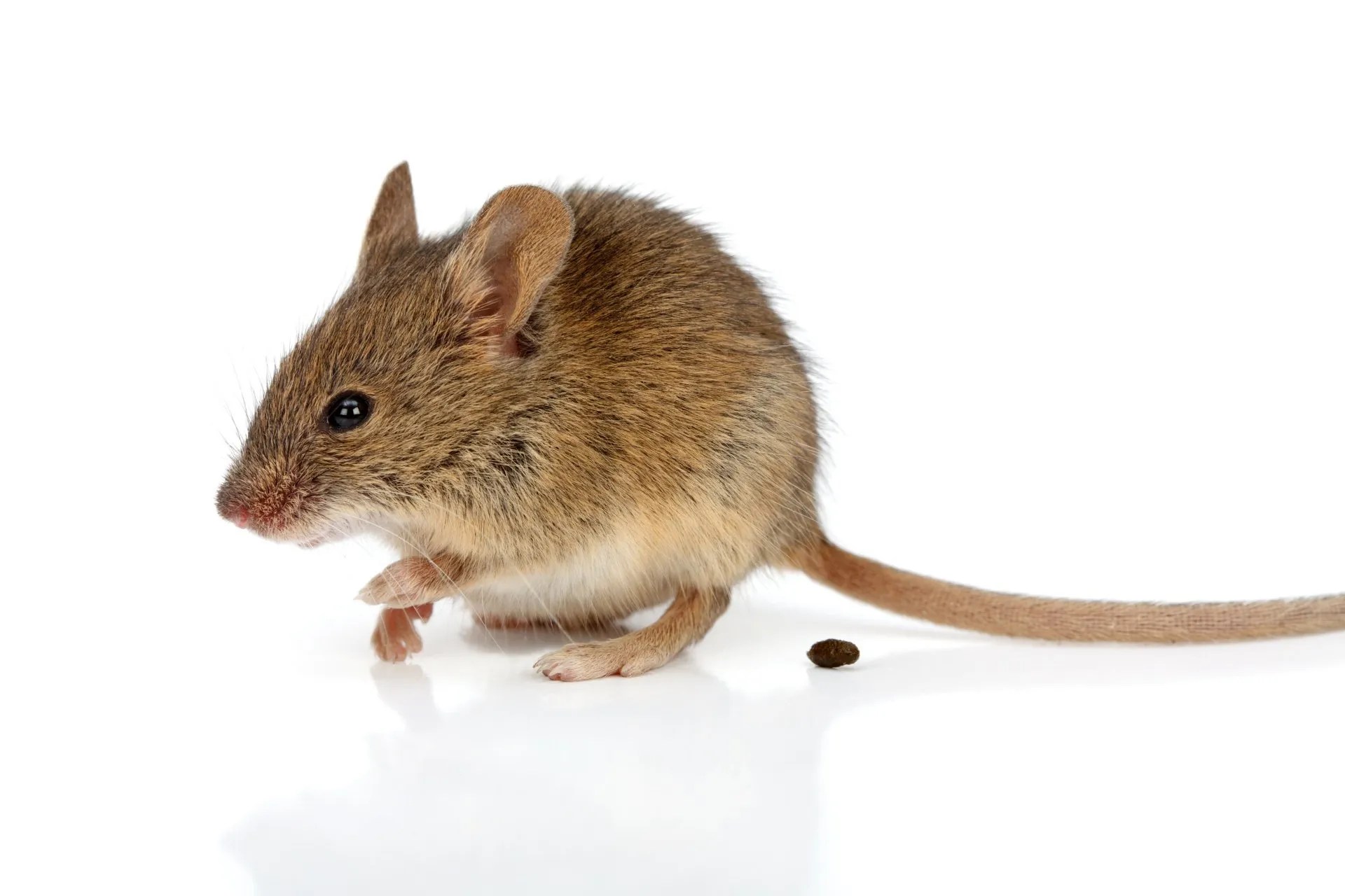 What Does Mouse Poop Look Like? Identifying Mice Poop EcoGuard