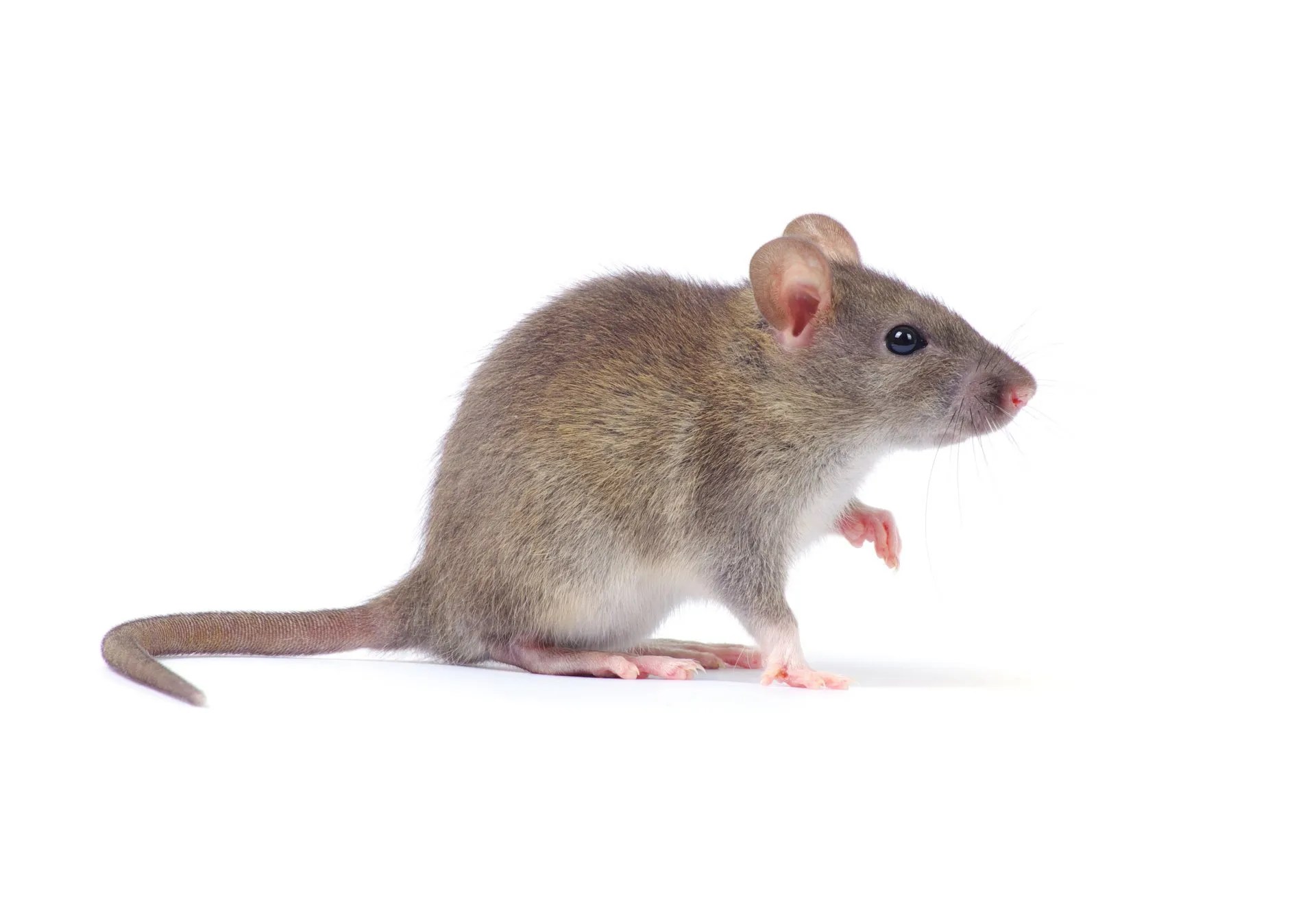 What Mice & Rat Diseases Can Spread to Humans?