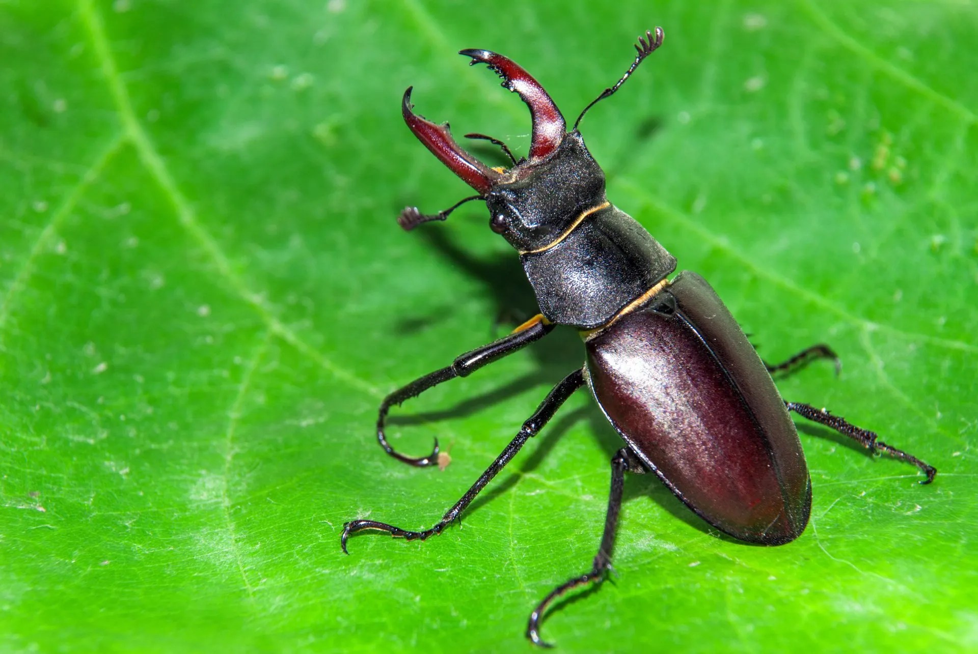 Common Types of North American Beetles Around Your Home EcoGuard