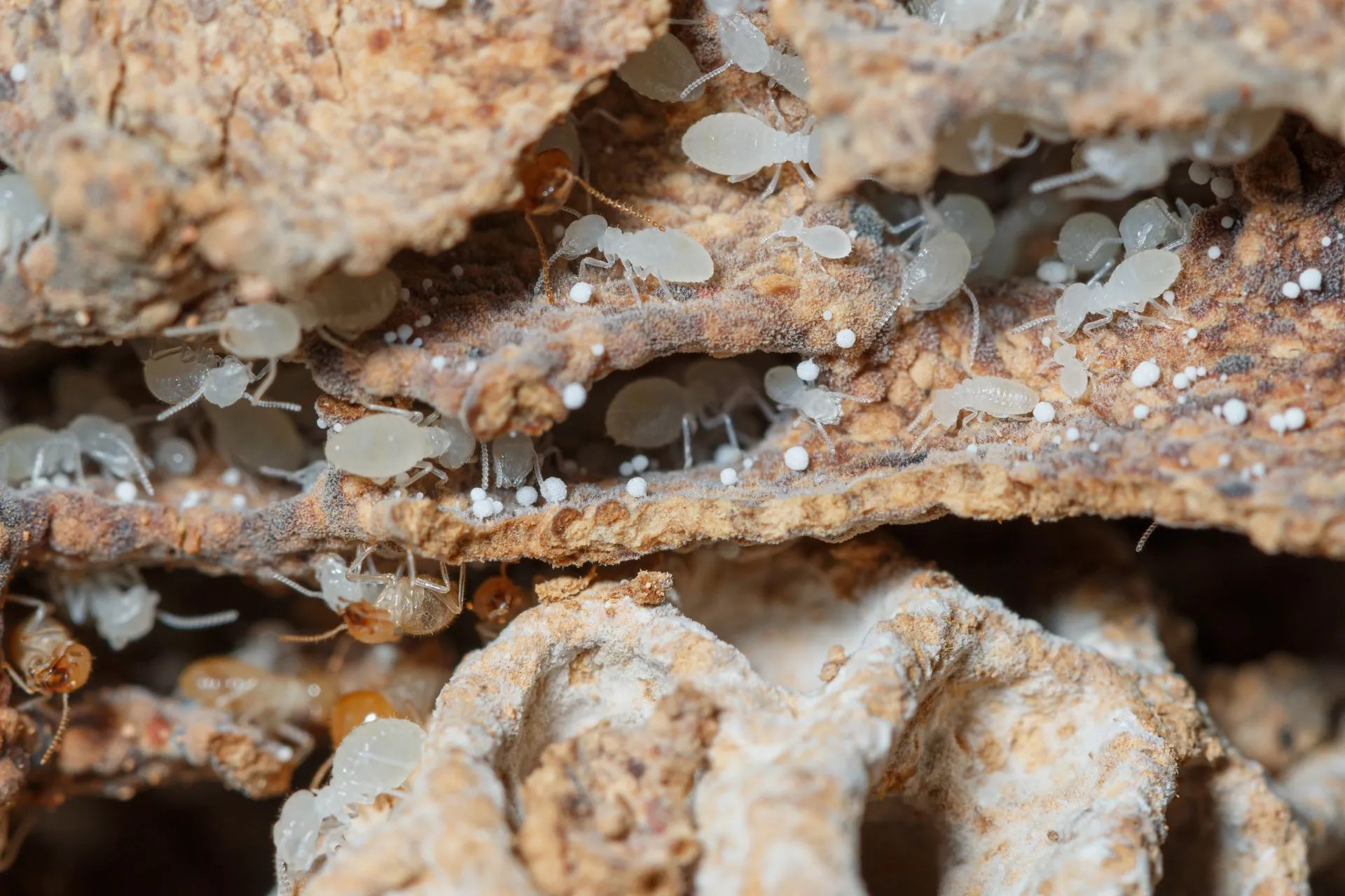 What Do Termite Eggs Look Like & Where to Find Them? EcoGuard