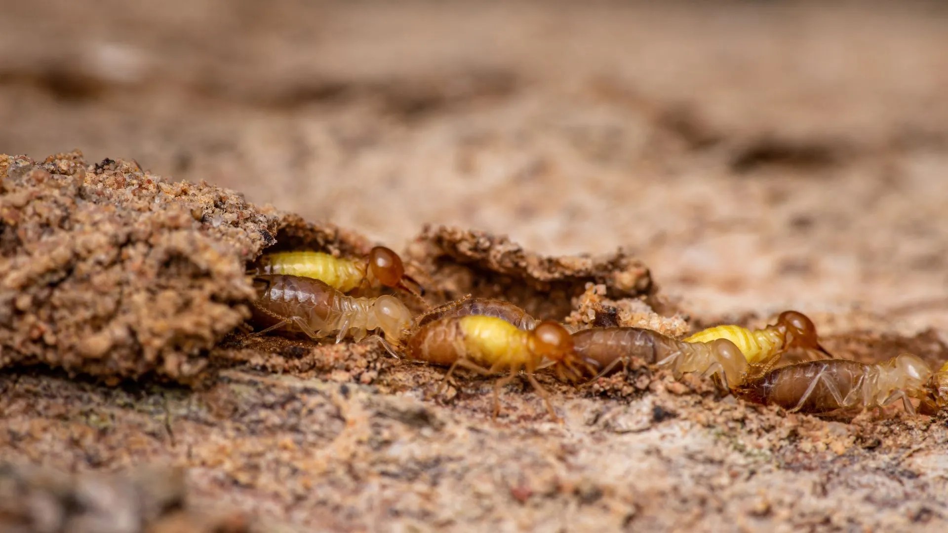 What Are Termite Mud Tubes? EcoGuard Pest Management