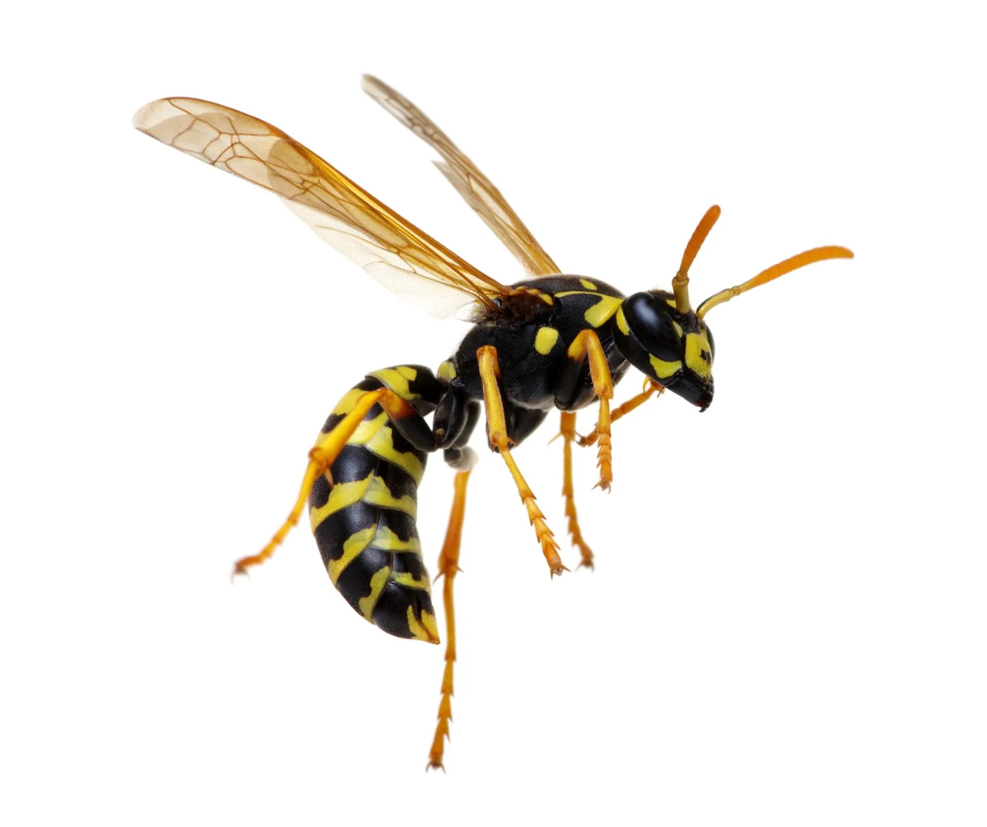 What Are Wasps? Wasp Facts & Information | EcoGuard