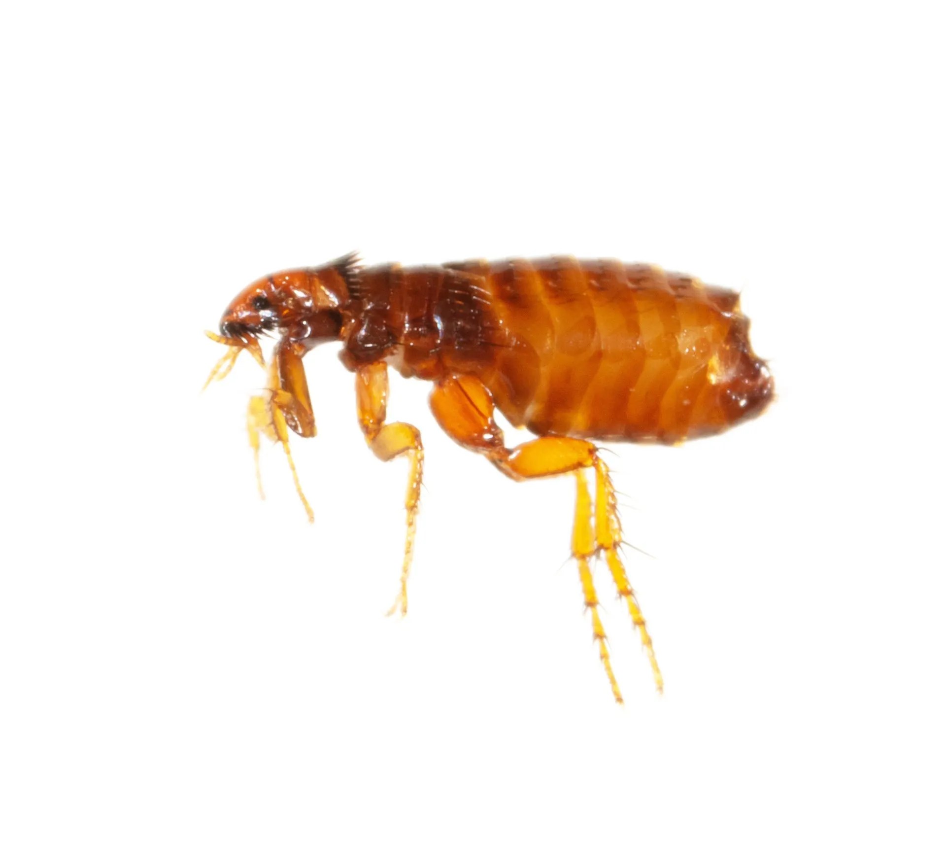 What Attracts Fleas to Humans and Pets? EcoGuard
