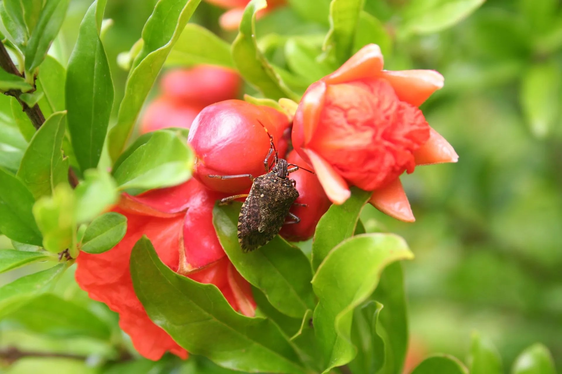 What Attracts Stink Bugs in Your House? EcoGuard