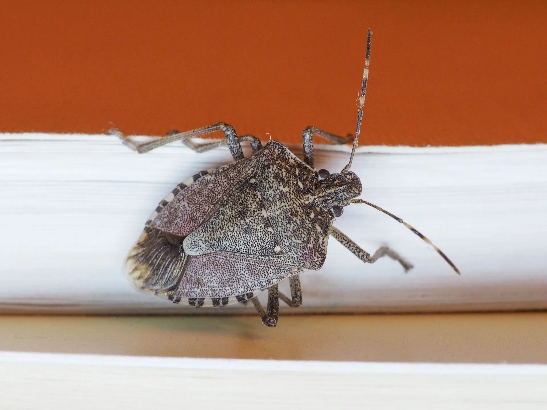 Where Do Stink Bugs Come From? EcoGuard Pest Management