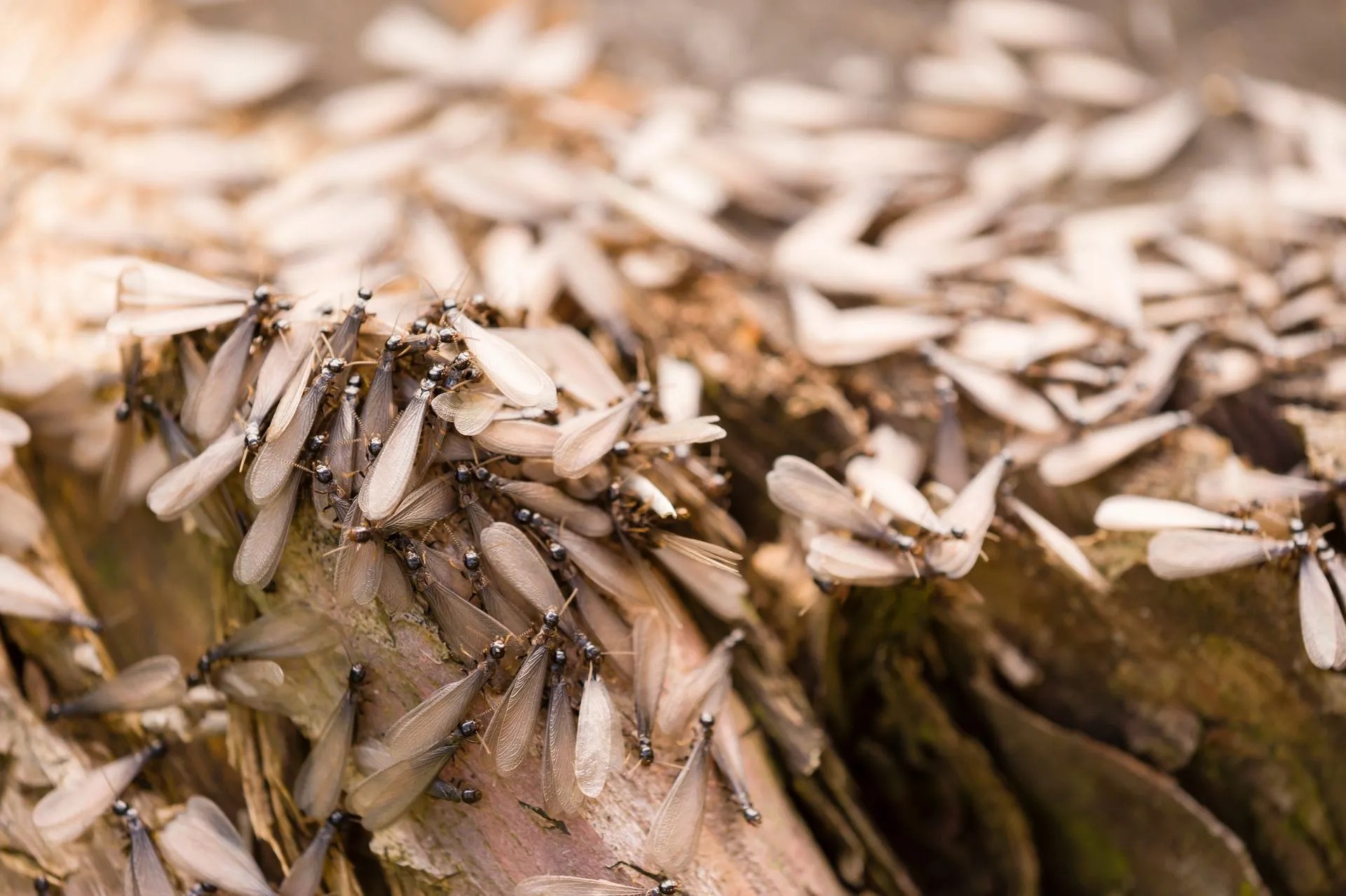 Do Termites Fly? What Should You Do If You See Termites with Wings?