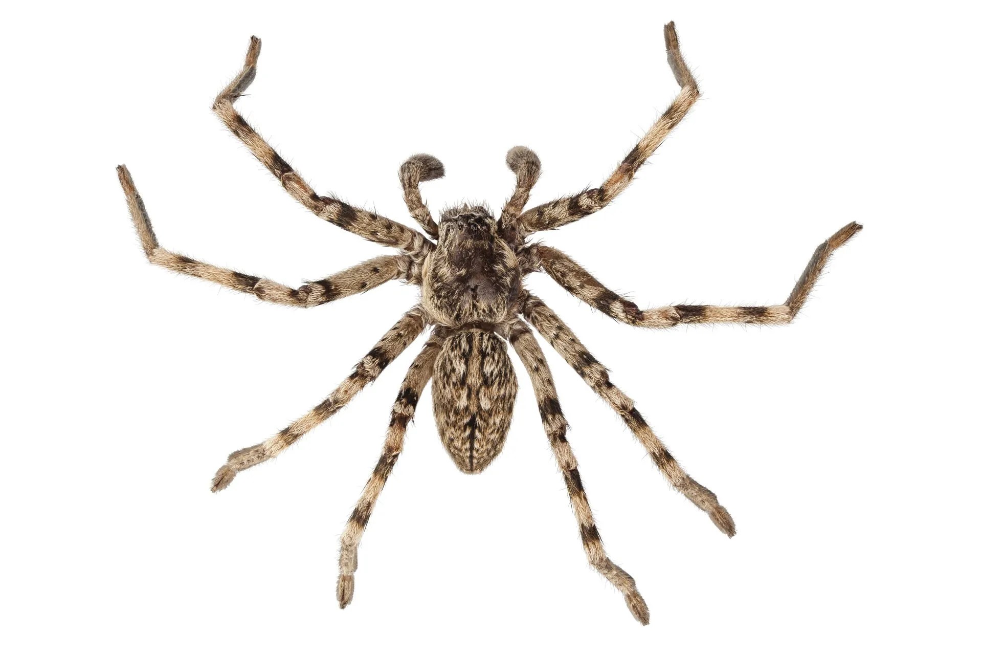 Are Wolf Spiders Poisonous? Are Wolf Spiders Dangerous?