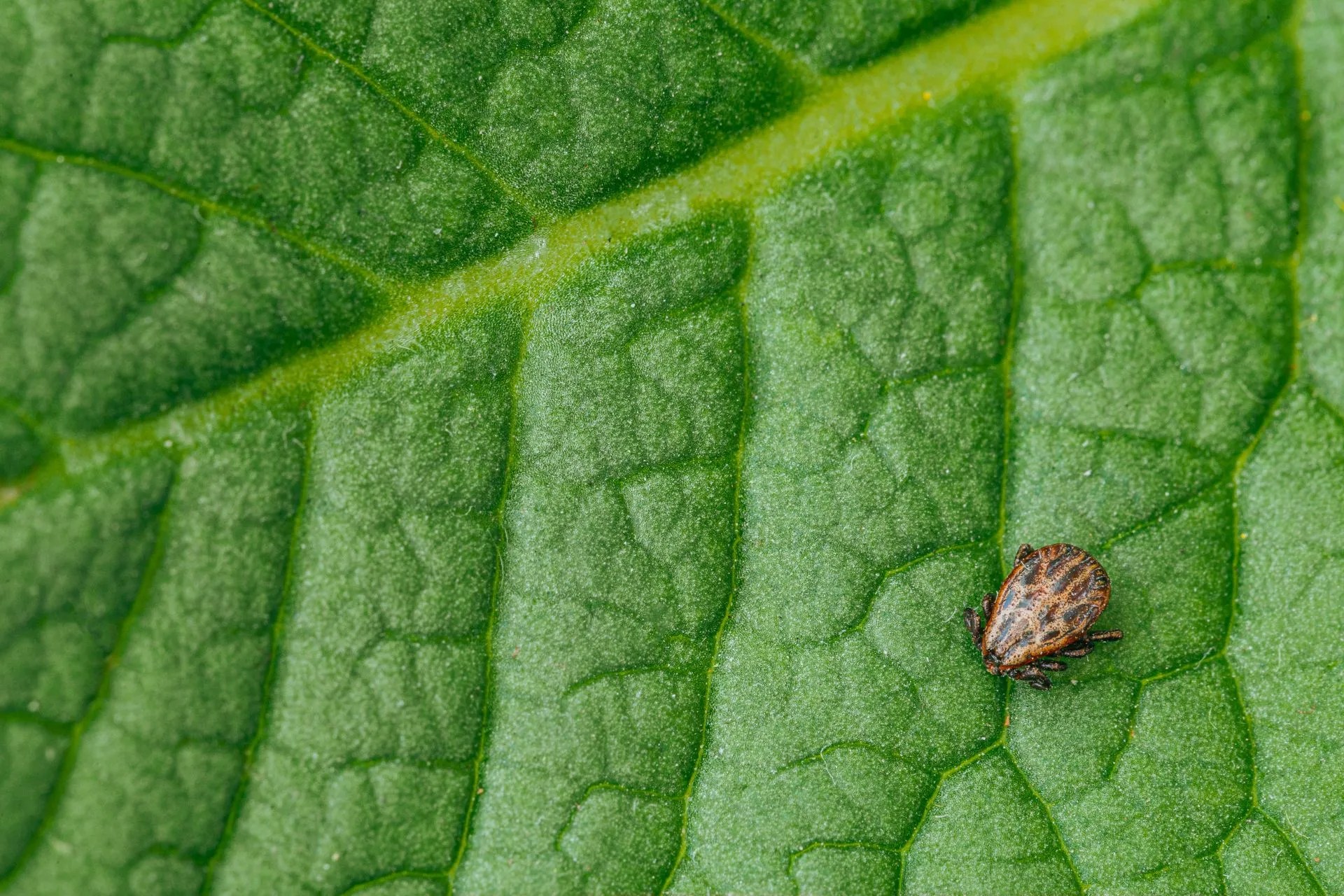 When Should I Spray My Yard For Ticks?