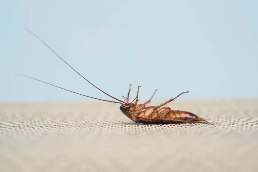 Pest Control Service Charlotte, NC Killo Exterminating Co., Inc.