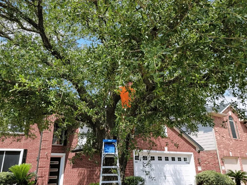 Tree Trimming in Spring, TX Top Rated Spring Tree Service