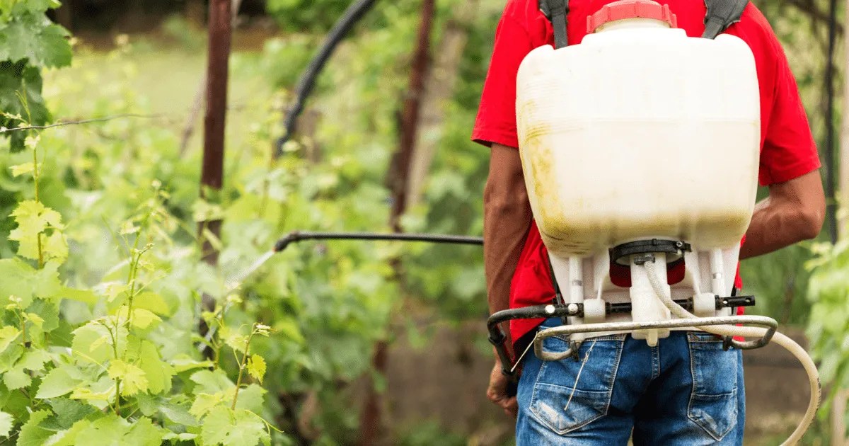 Tree Treatment Service Spring TX Pests & Tree Disease Treatment