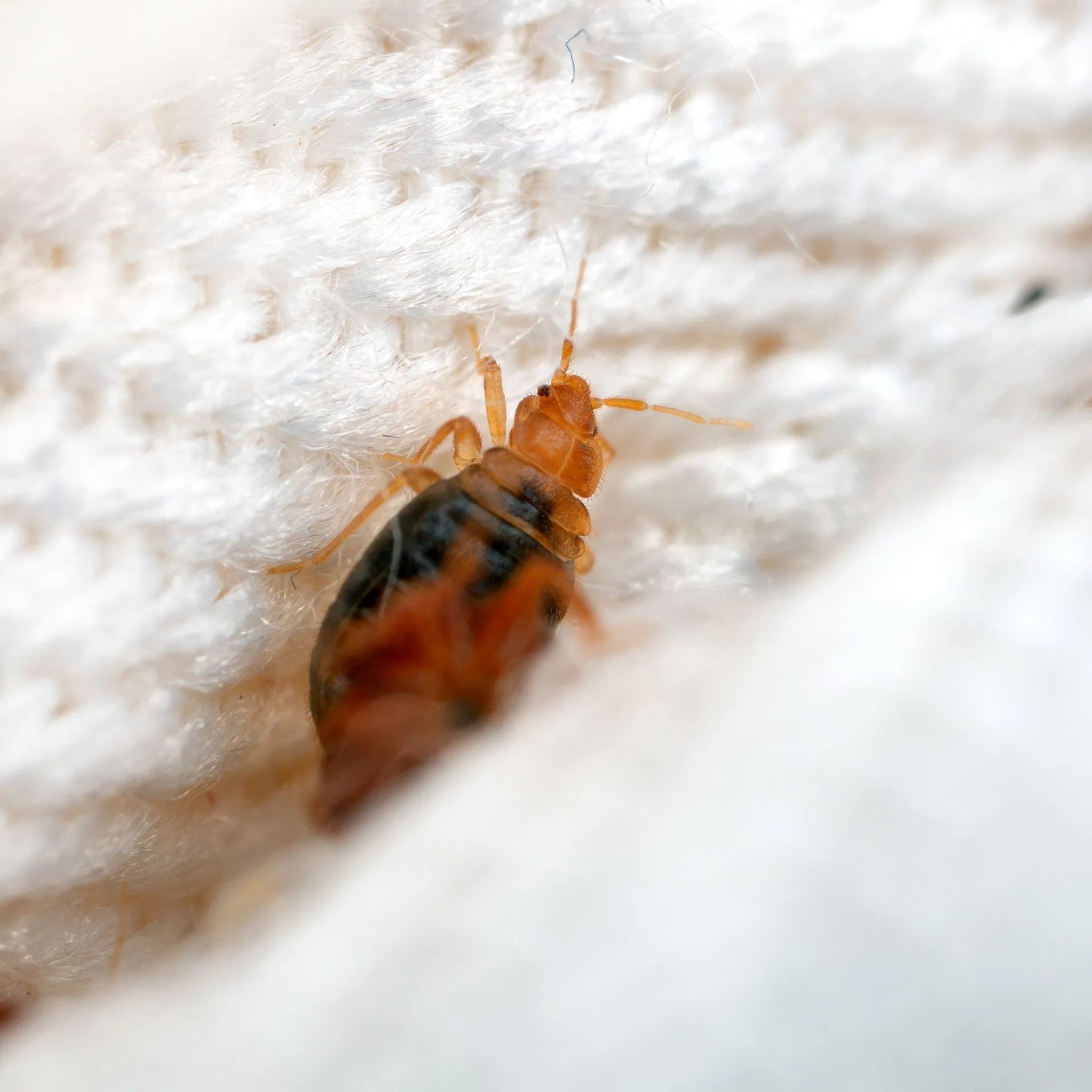 Bed Bugs A Comprehensive Guide for Effective Pest Control