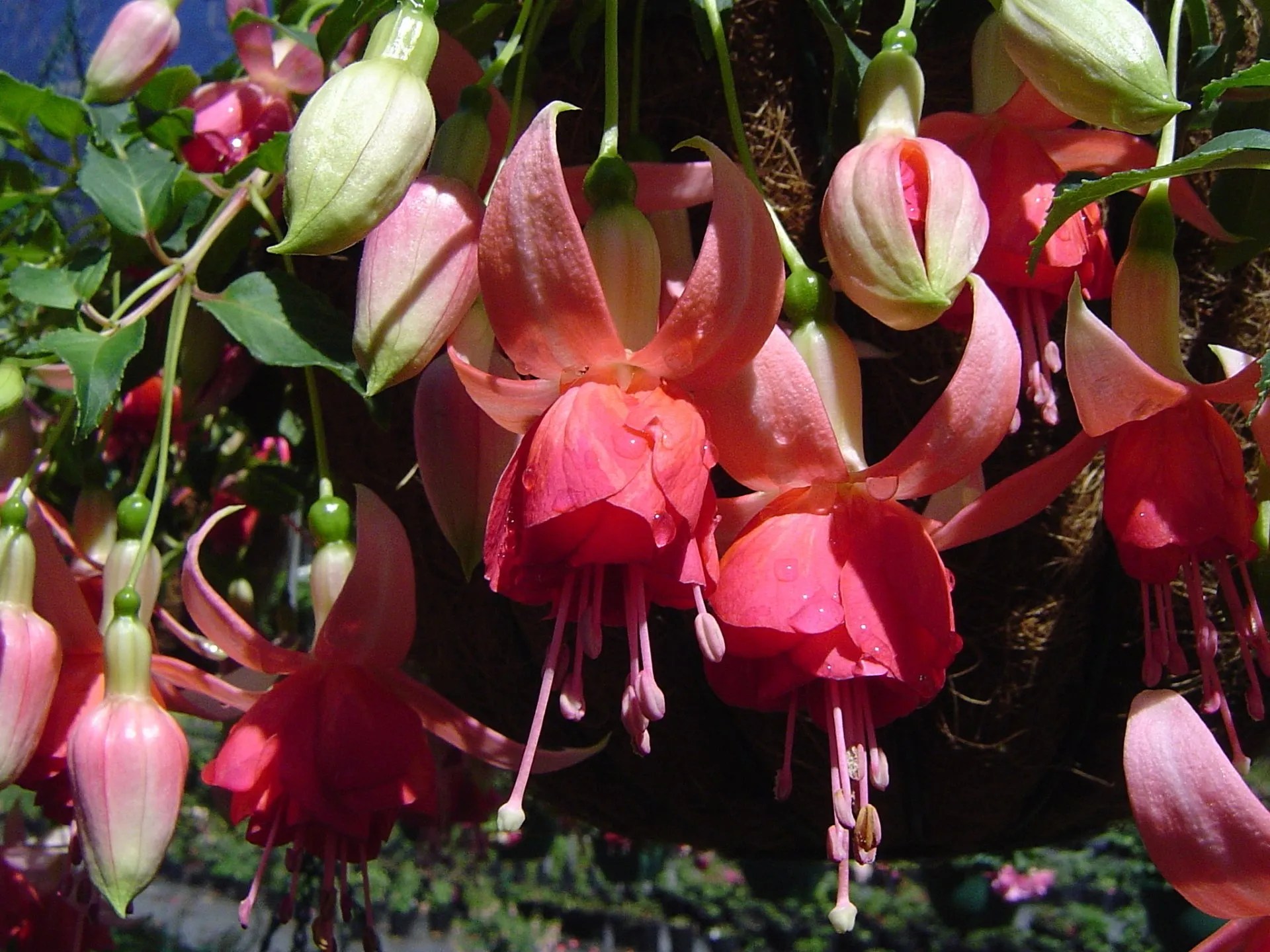 Weald View Gardens Information