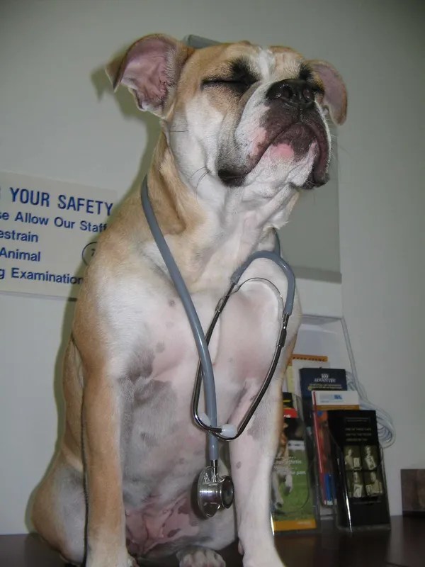 Pet Care Nassau, FL, The Pet Care Center of Nassau