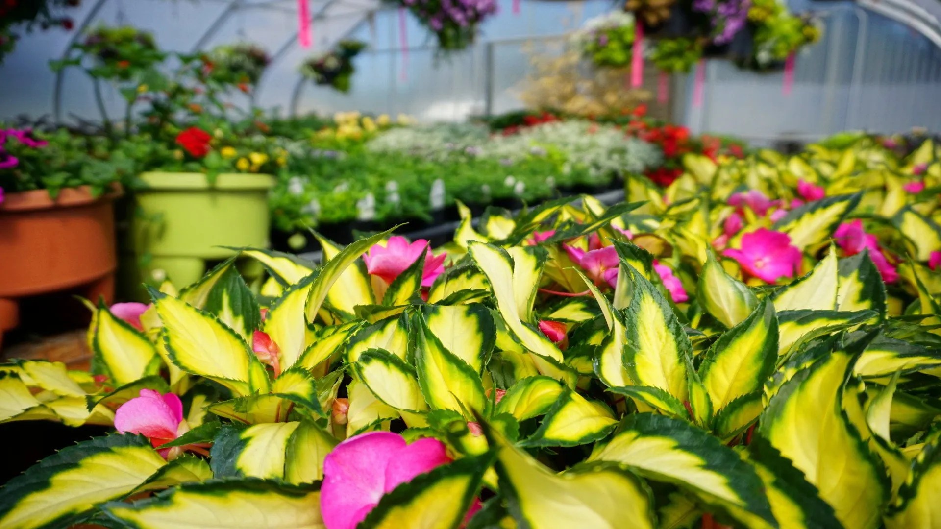 Spokane WA Smart Gardens Nursery Greenhouse