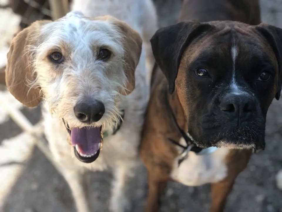 Gallery Pet Boarding & Dog Daycare Buffalo, NY Love Your Dog
