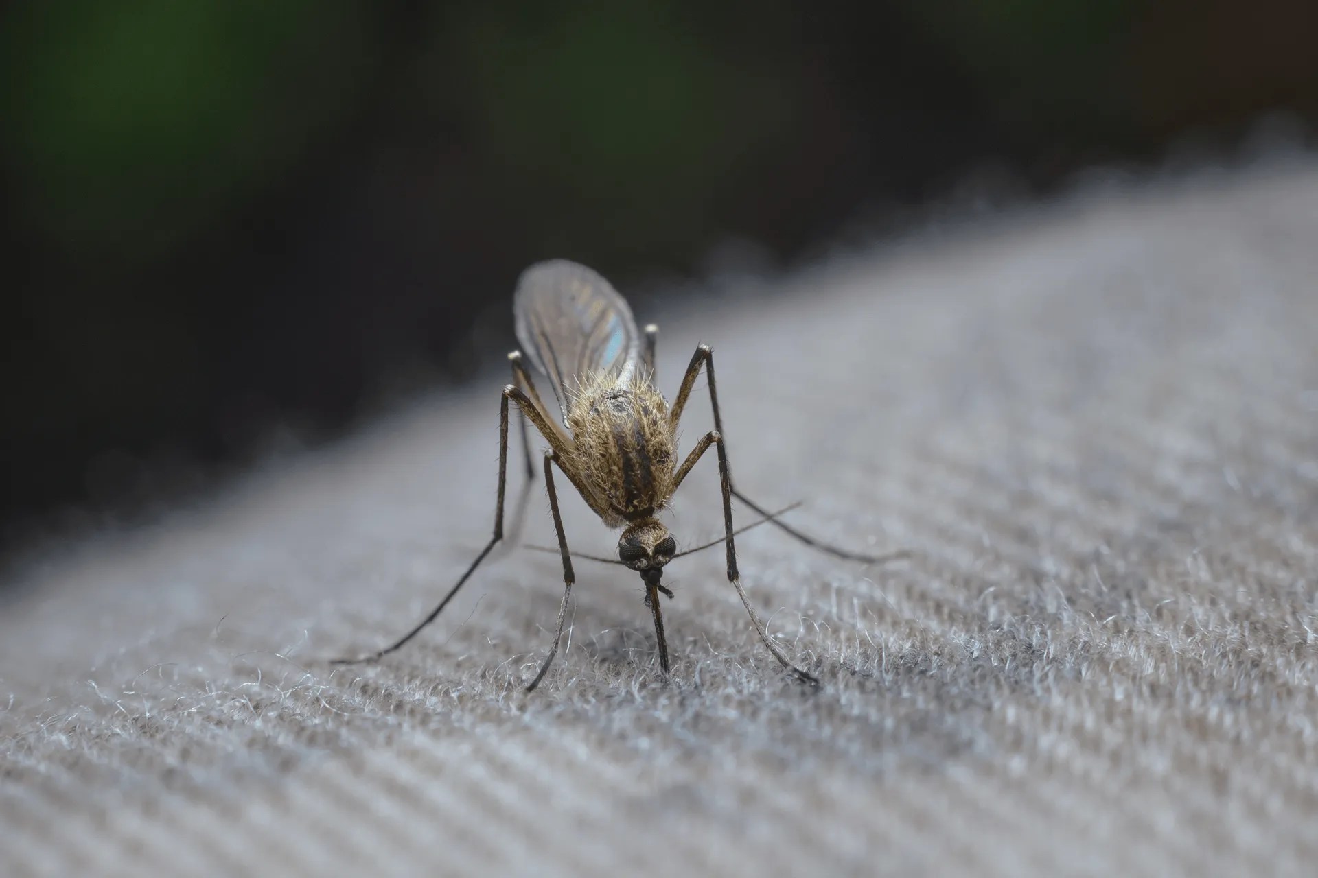 What Are Mosquitoes Attracted To?