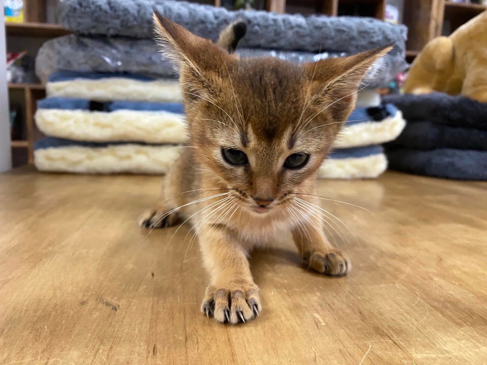 Abyssinian Kittens For Sale New York