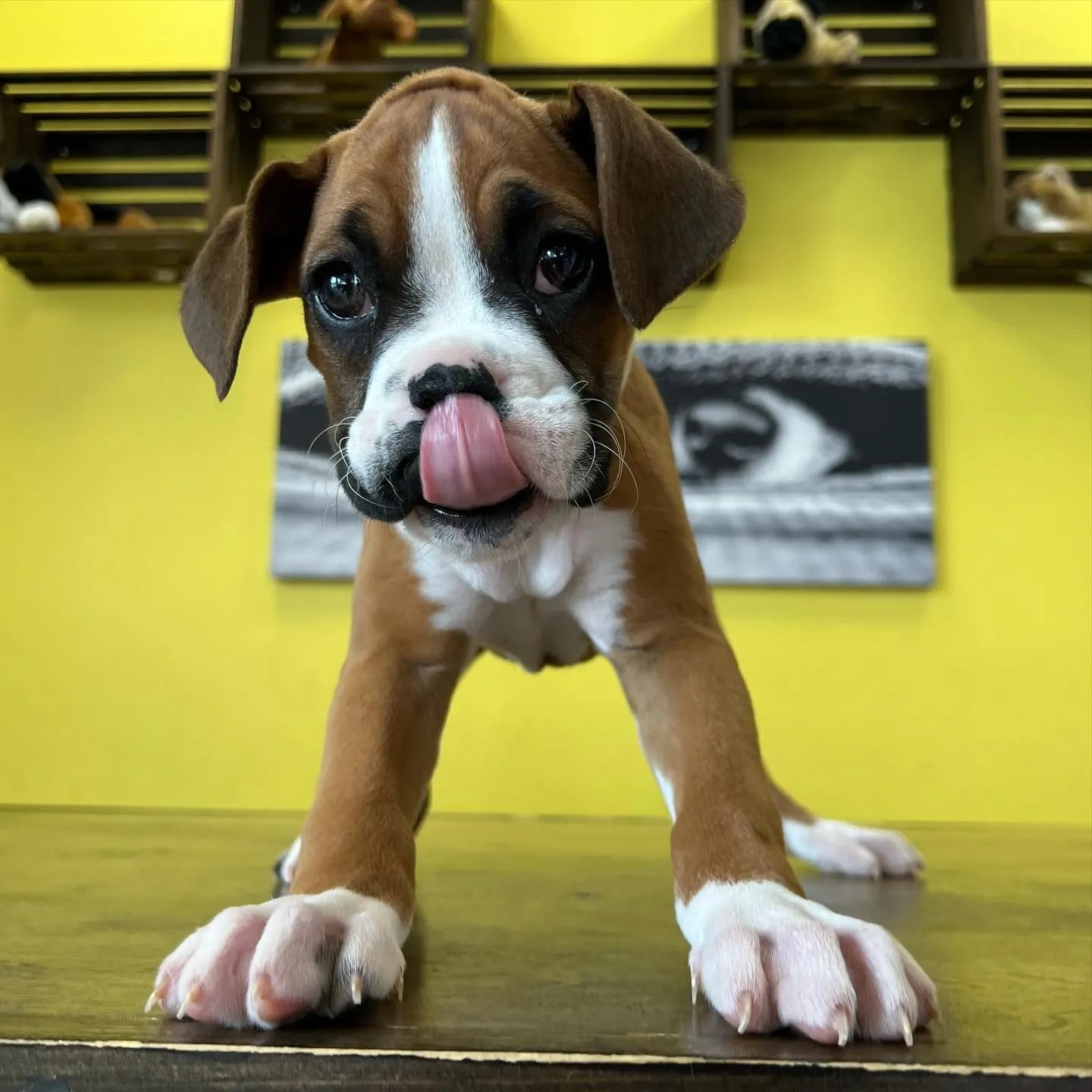 Large Puppies For Sale In New York