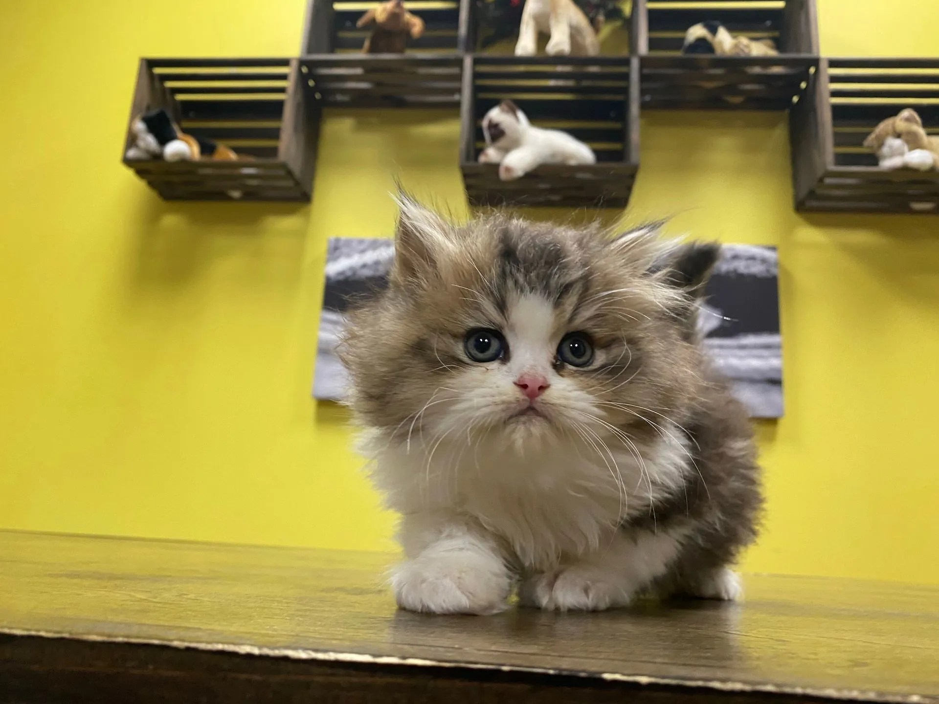 Persian Kittens For Sale New York