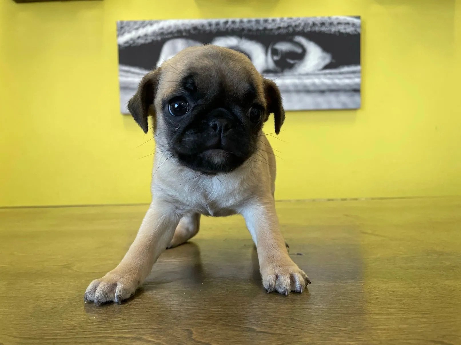 Pug Puppies For Sale In New York