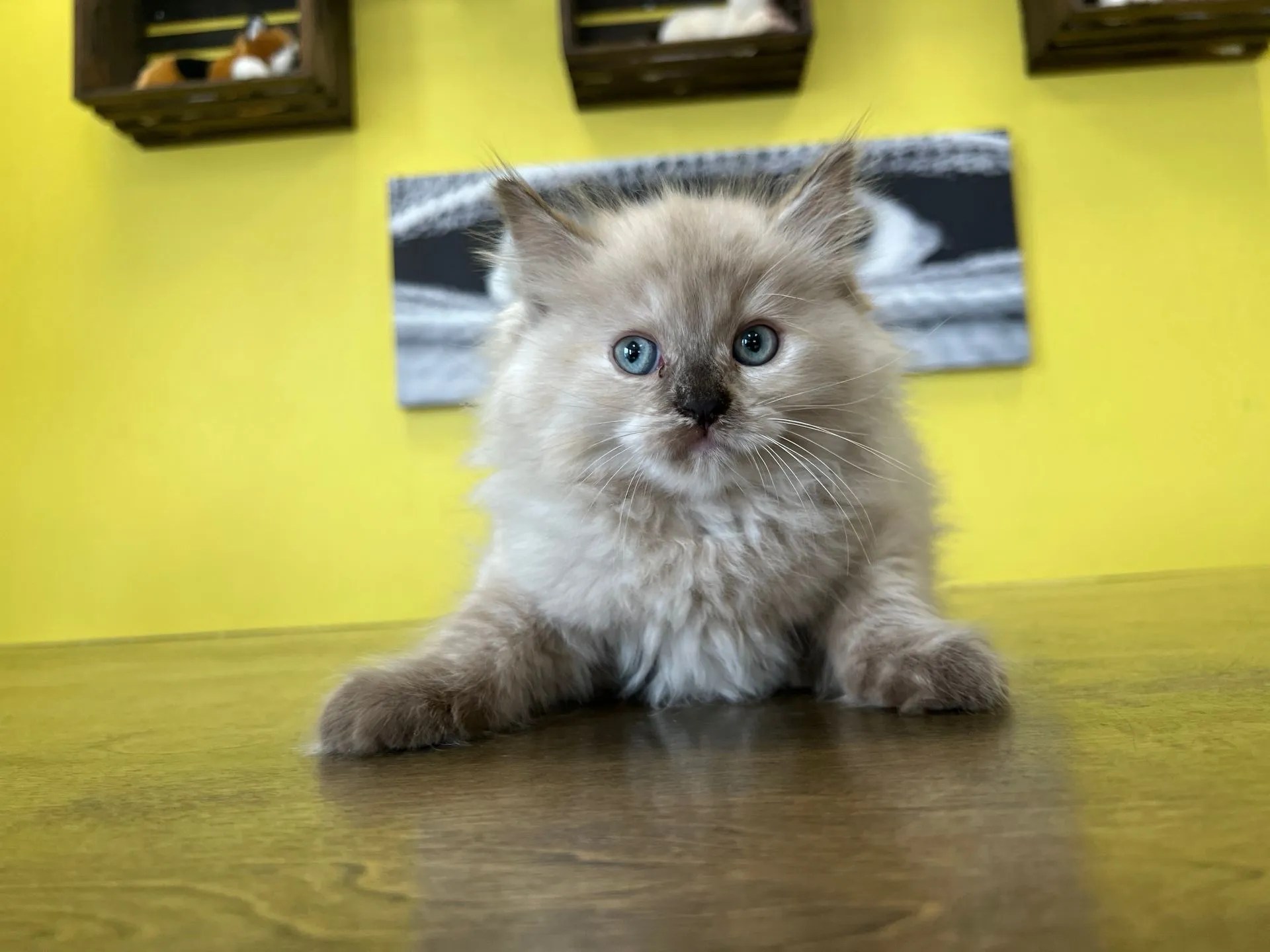 Ragdoll Kittens For Sale New York