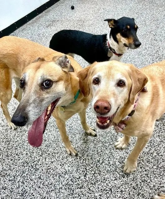 Best Dog Daycare In NW Calgary Pawsitively Pooched