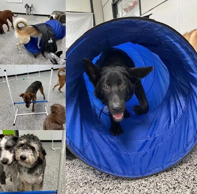 Best Dog Daycare In NW Calgary Pawsitively Pooched