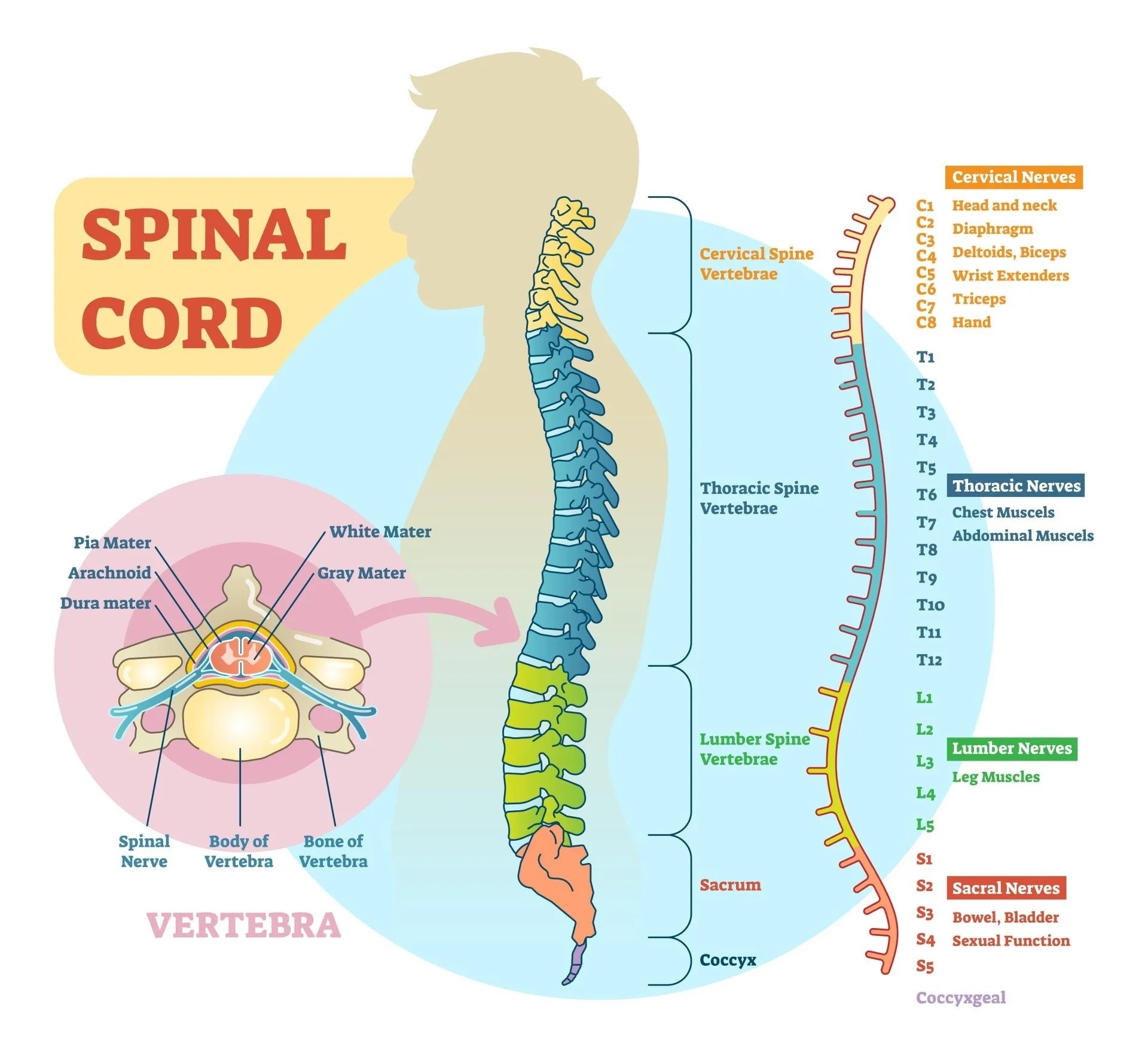 MRI Screening of Whole Spine Anatomy, Procedure, Cost and more
