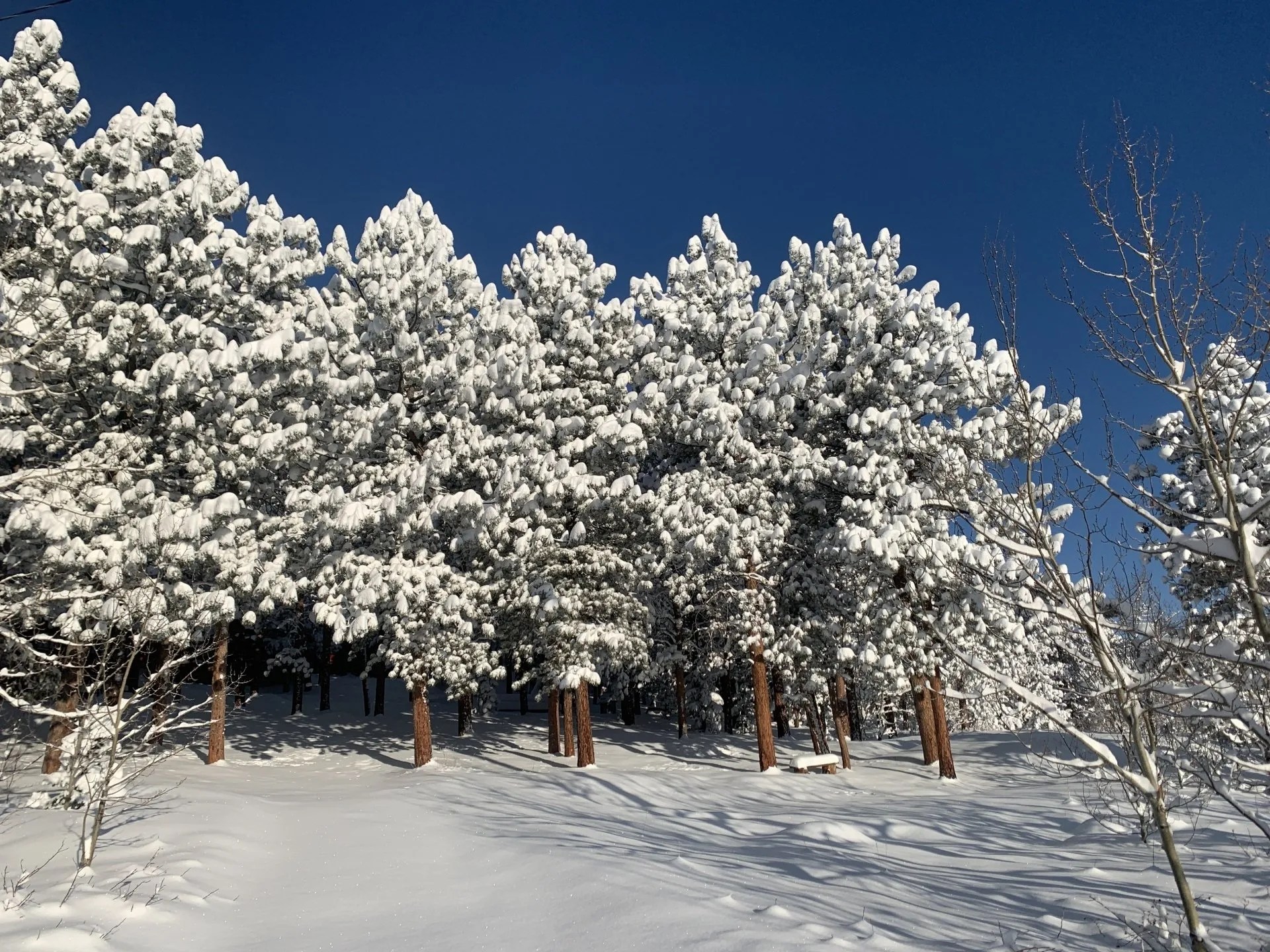 Sunshine Mountain Lodge and Cabins, Allenspark, Colorado