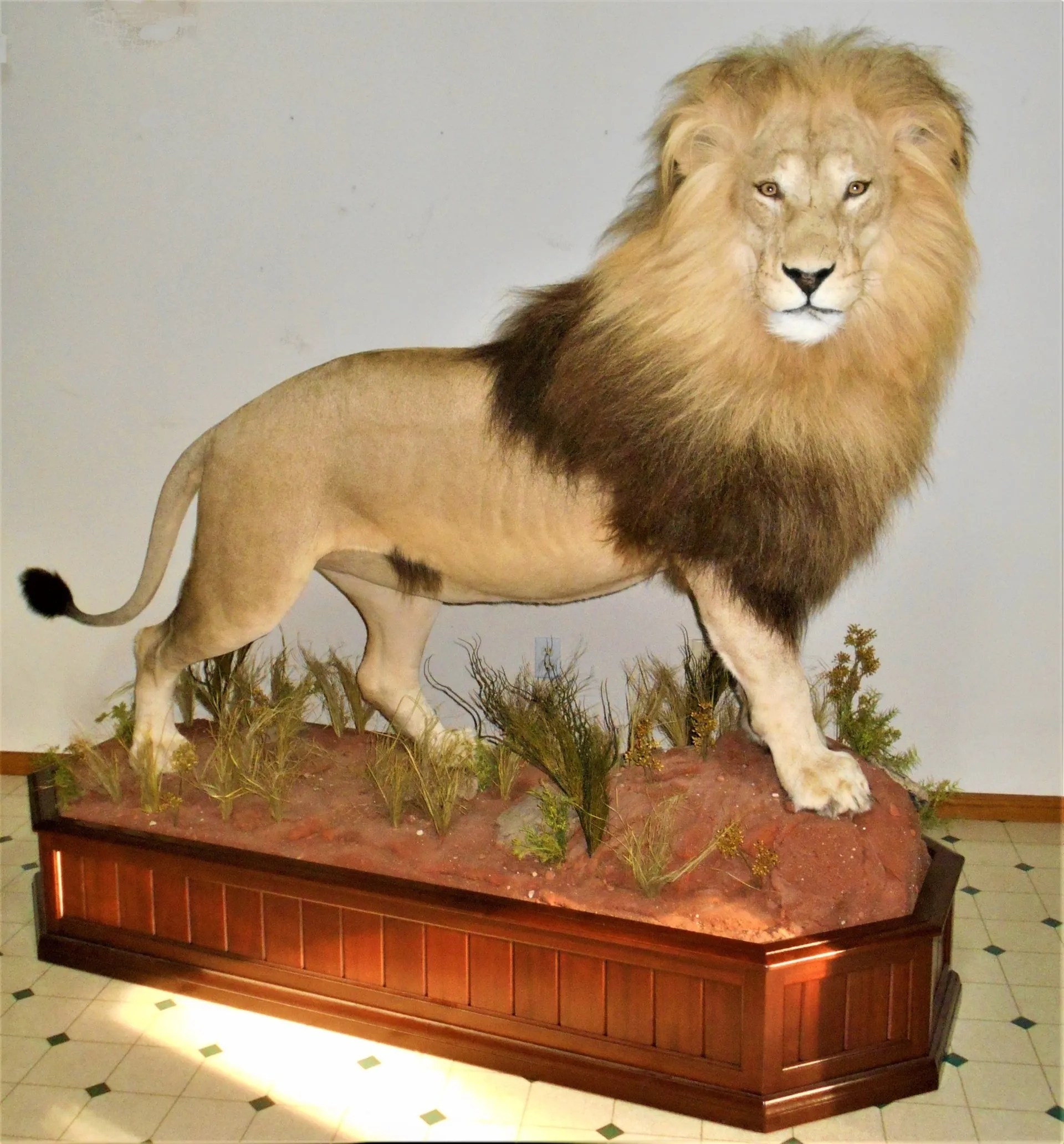 Riverview Taxidermy Studio