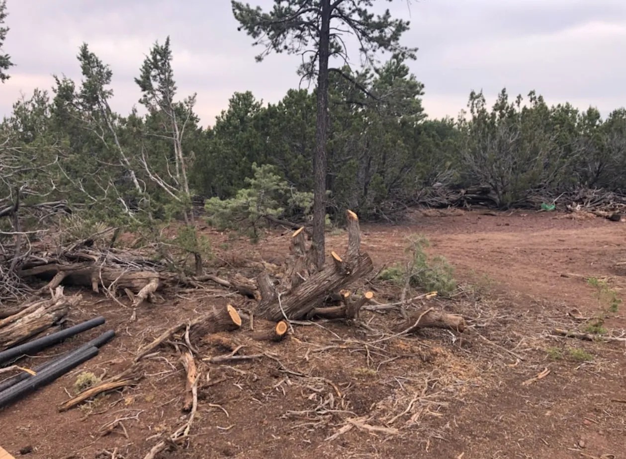 Tree Services Williams, AZ