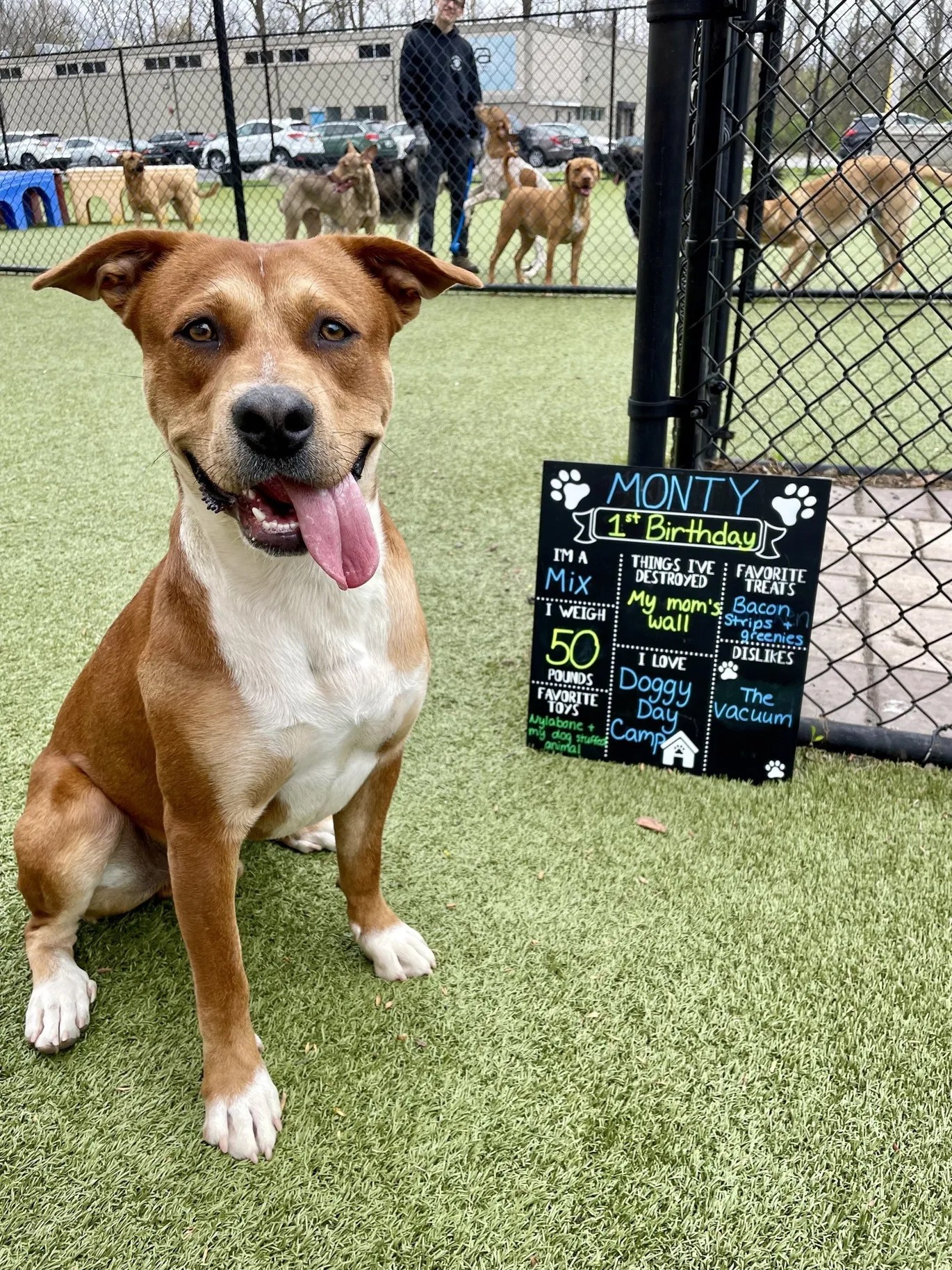 Pet Grooming & Boarding Orangeburg, NY Musbro Kennels