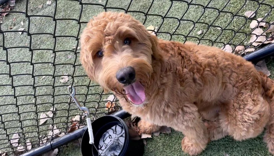 Pet Grooming & Boarding Orangeburg, NY Musbro Kennels