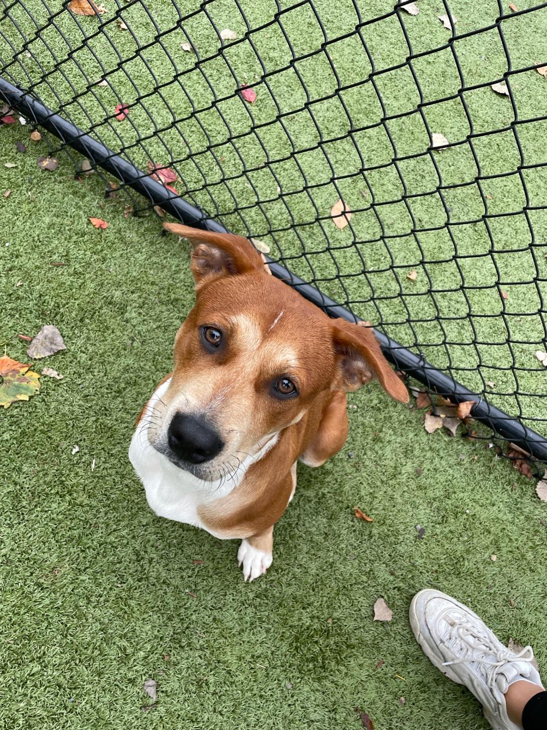 Pet Grooming & Boarding Orangeburg, NY Musbro Kennels